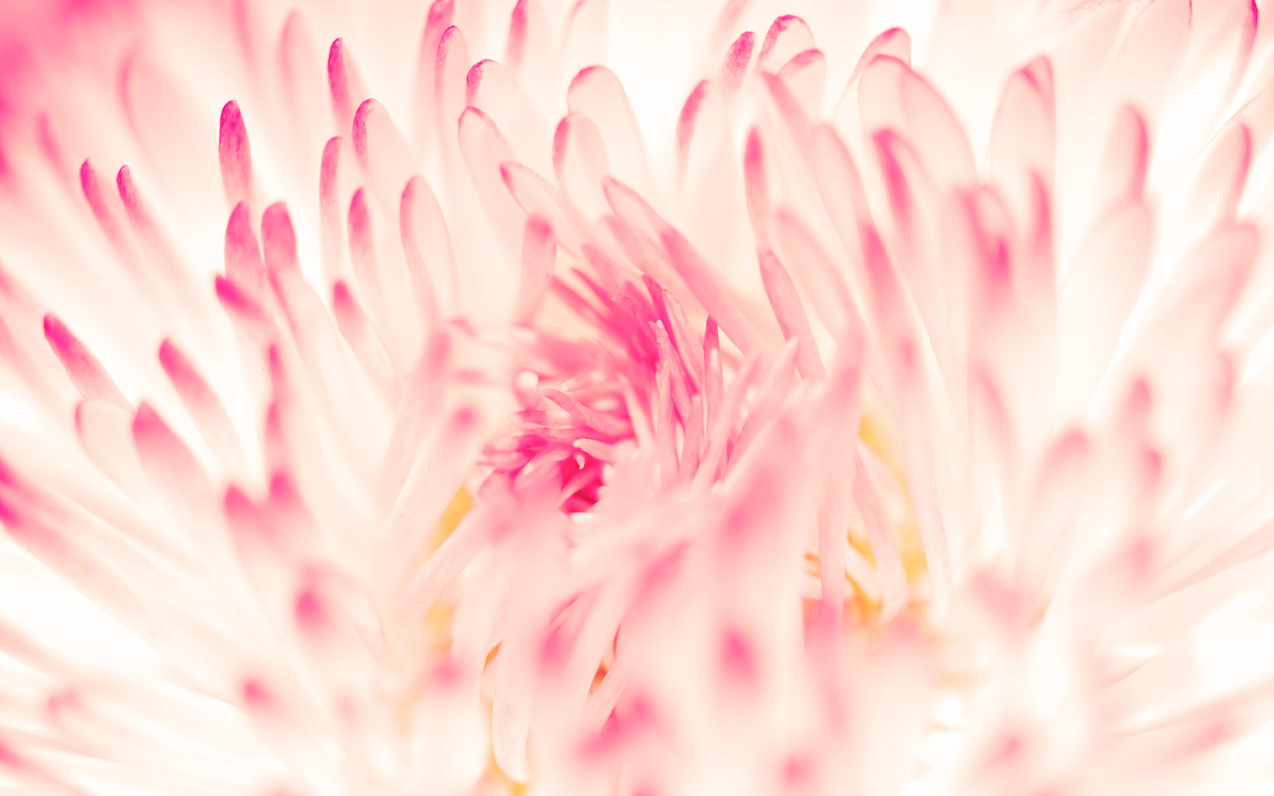 2560x1600 Spring Daisy Flower