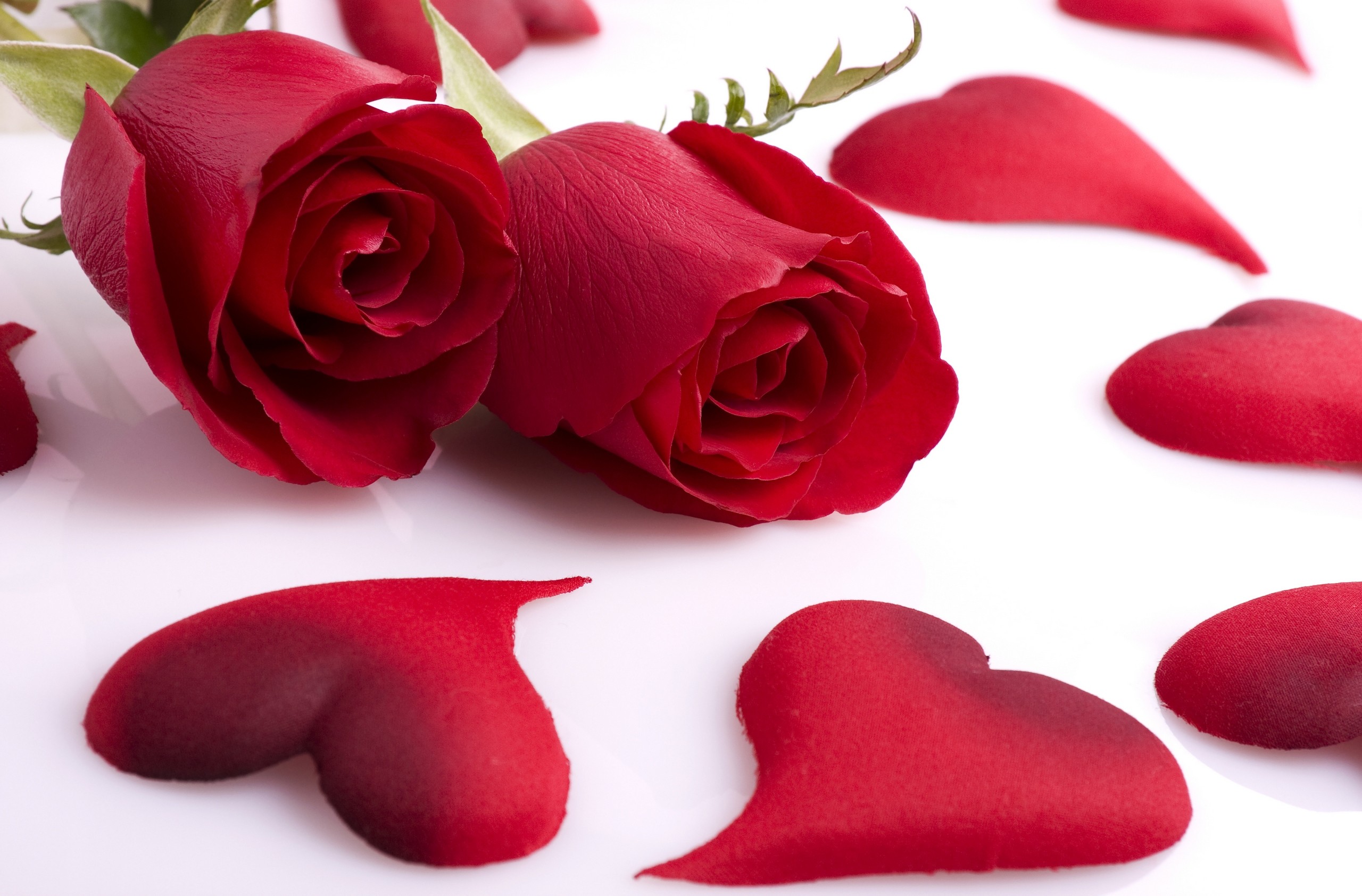Red Rose, Water Drops, Macro, Petals for iPhone 7, iPhone 6 HD phone  wallpaper | Pxfuel