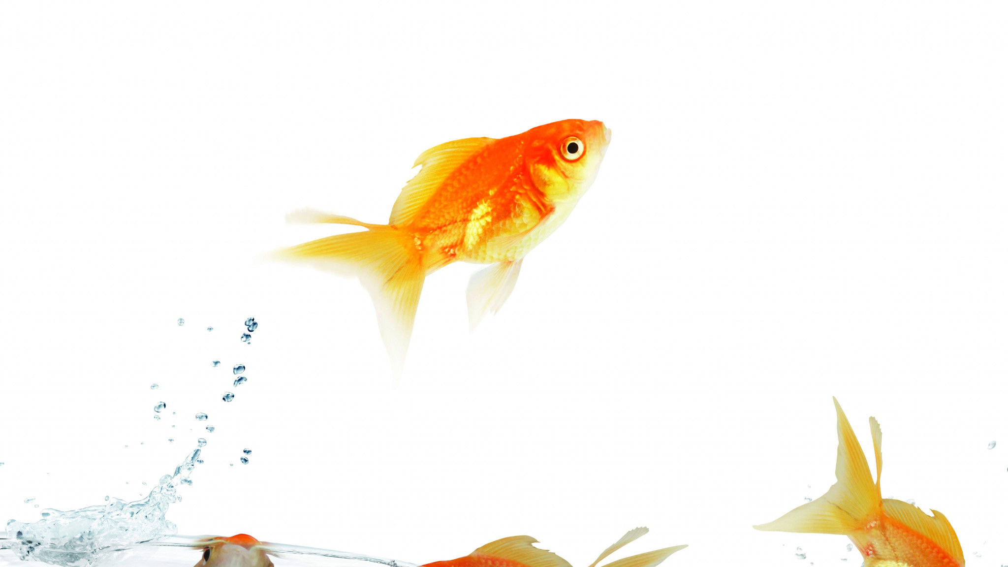 2048x1152  Wallpaper fish, traffic, water, white background