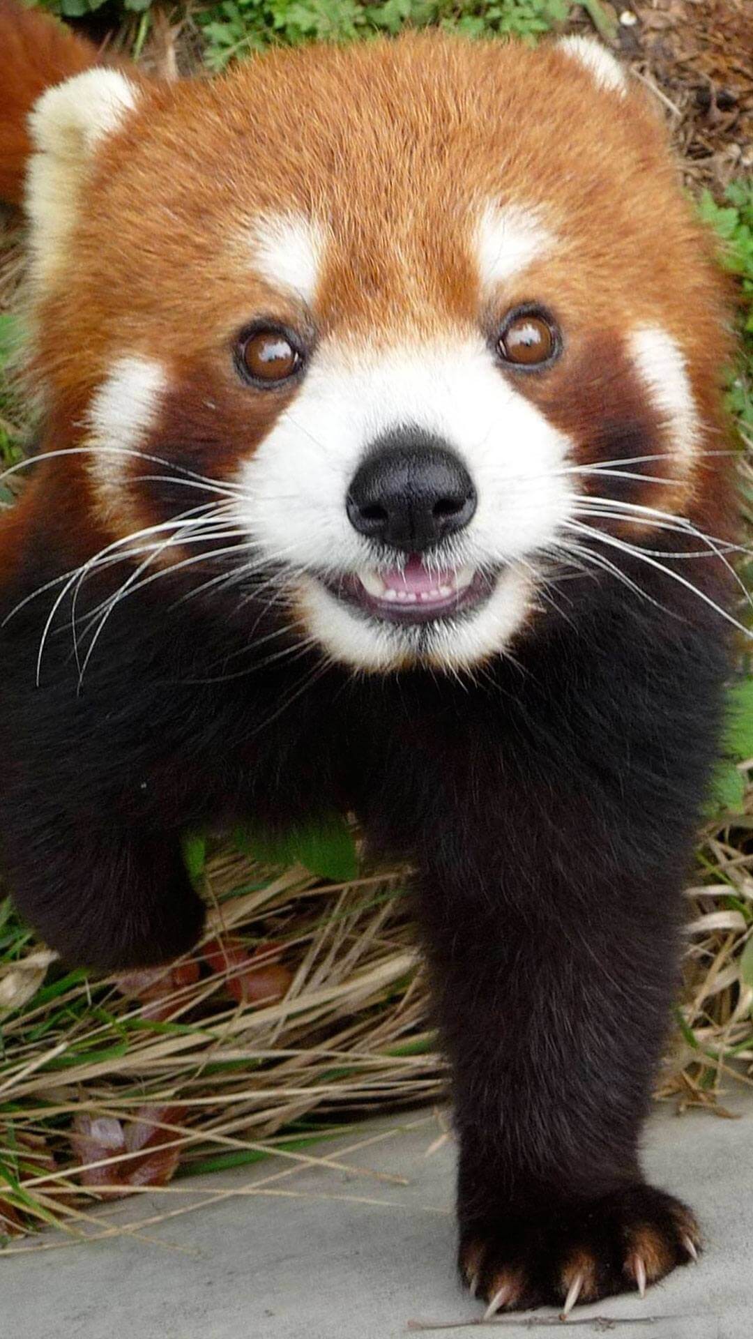 1080x1920 Cute Red Panda Wallpaper iPhone HD