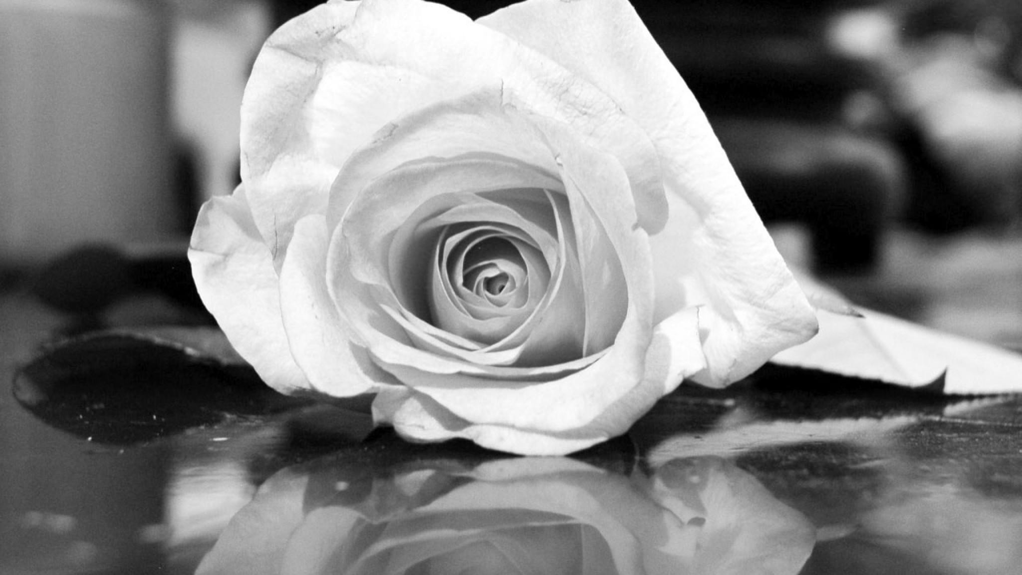 2048x1152  Wallpaper rose, flower, reflection, black white