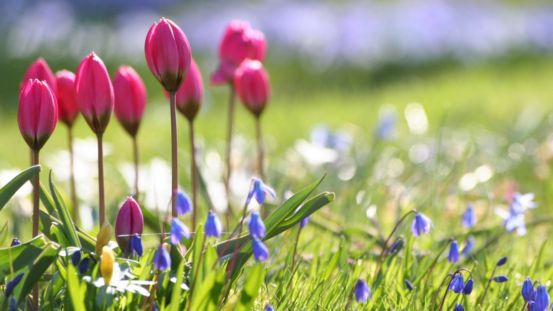1920x1080 Spring Flowers Wallpapers & Pictures : Find best latest Spring Flowers  Wallpapers & Pictures in HD for your PC desktop background and mobile  phones.