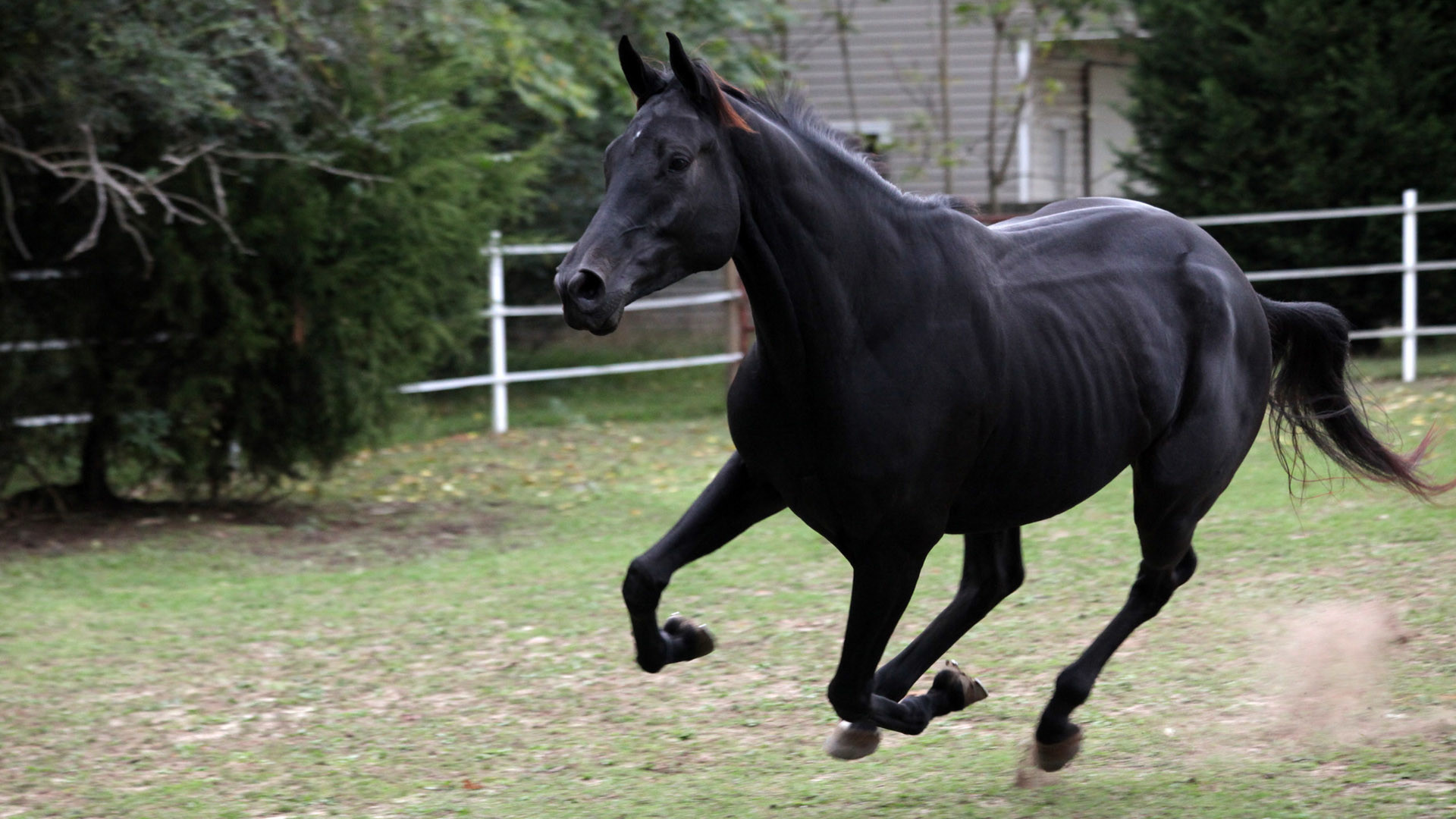 1920x1080 wallpaper.wiki-HD-Black-Horse-Pictures-PIC-WPE0011674