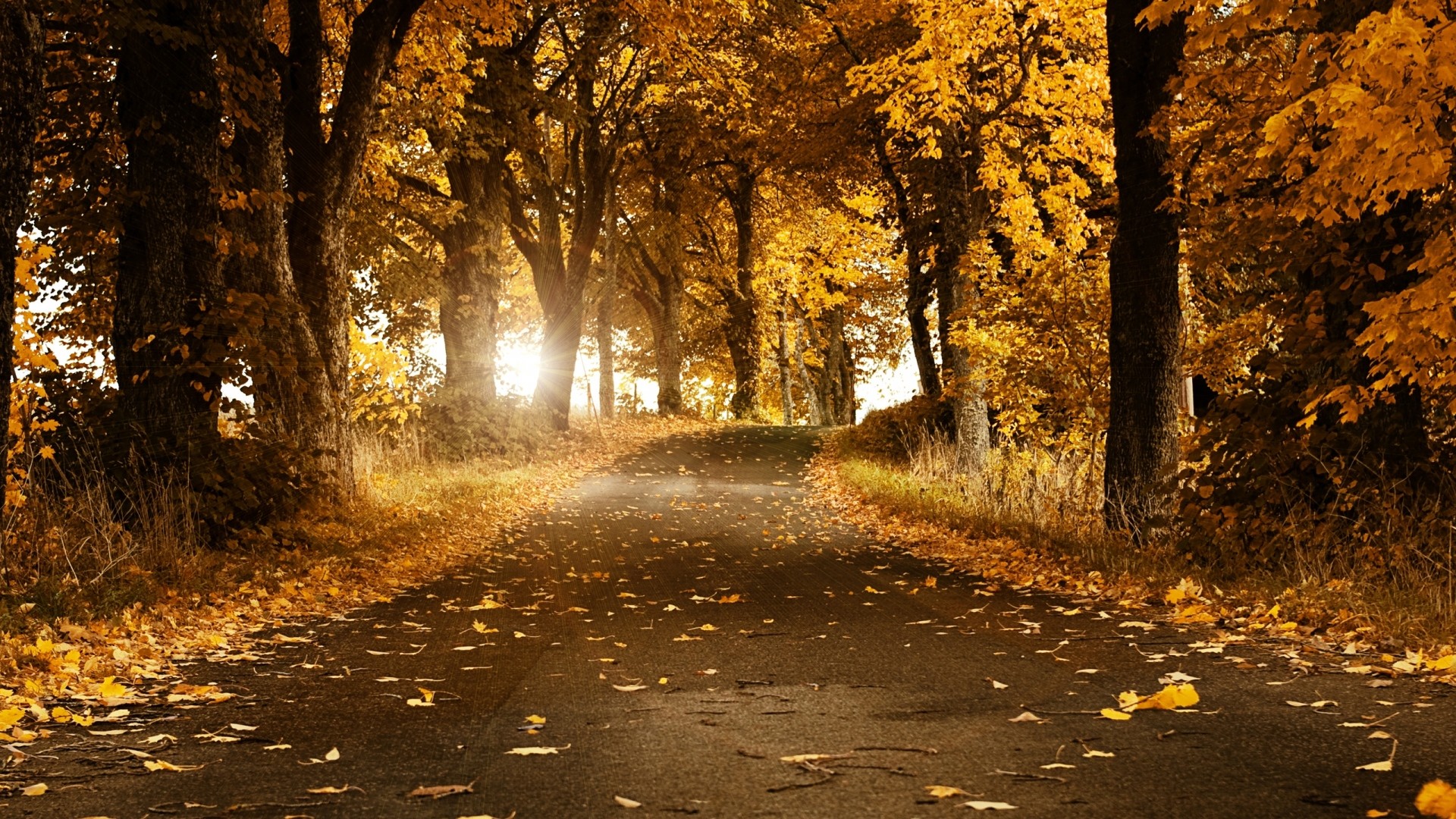 1920x1080 Preview wallpaper asphalt, leaves, autumn, trees, path, branches, light,