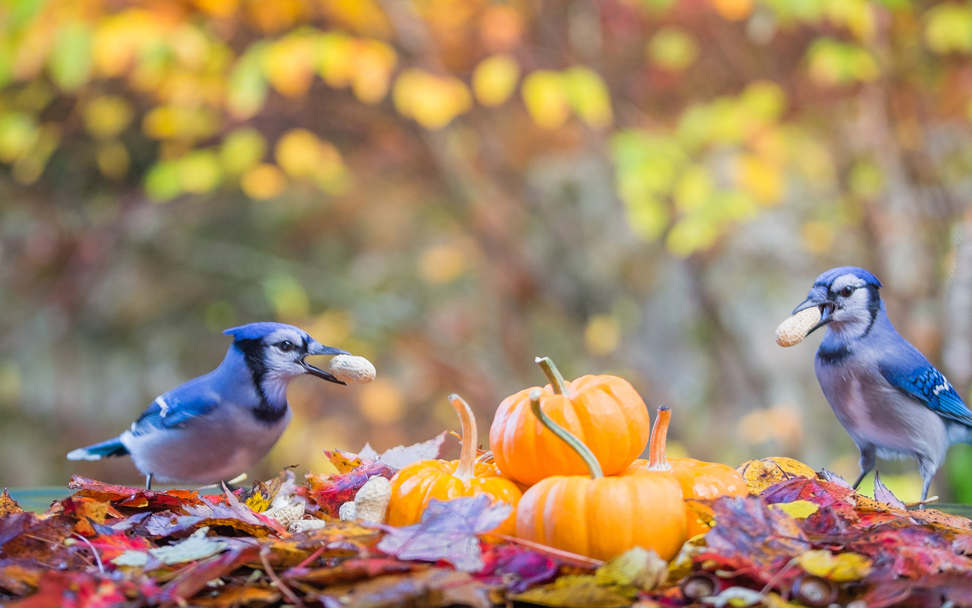 1920x1200 Two Blue Jays Eating Peanuts Amidst Fallen Autumn Maple Leaves and  Mini-pumpkins
