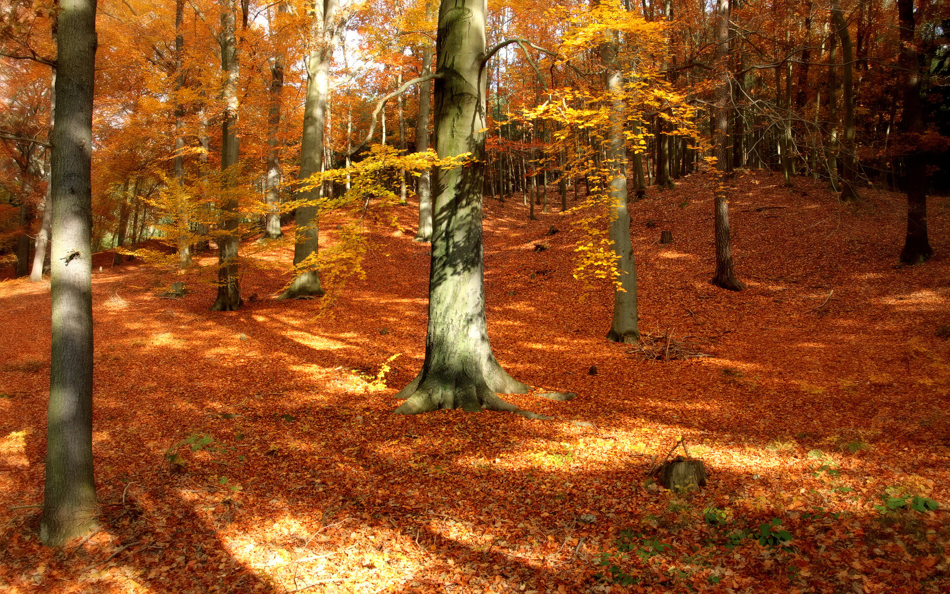 1920x1200 Tree forest wood autumn fall season leaves wallpaper |  | 124647 |  WallpaperUP