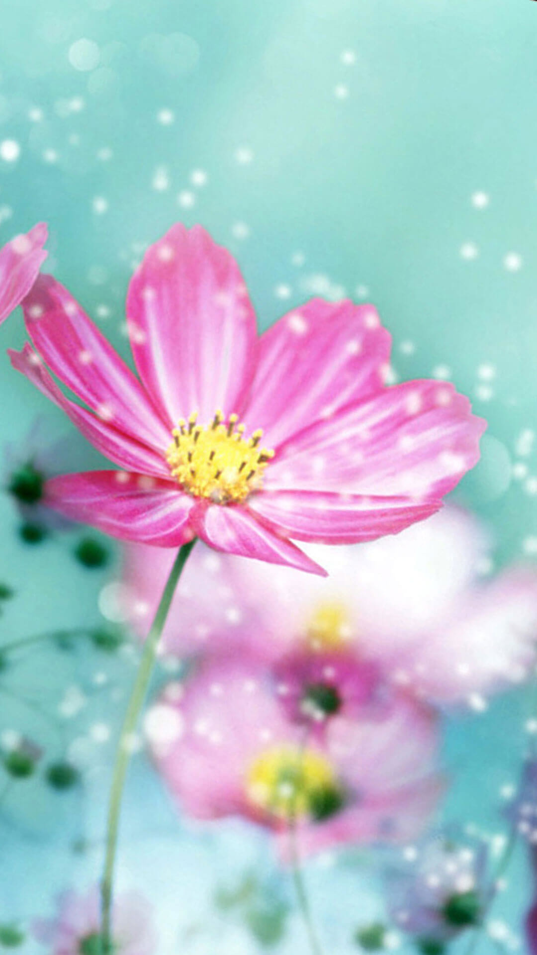 1080x1920 Spring Flower iPhone 6 Wallpaper HD