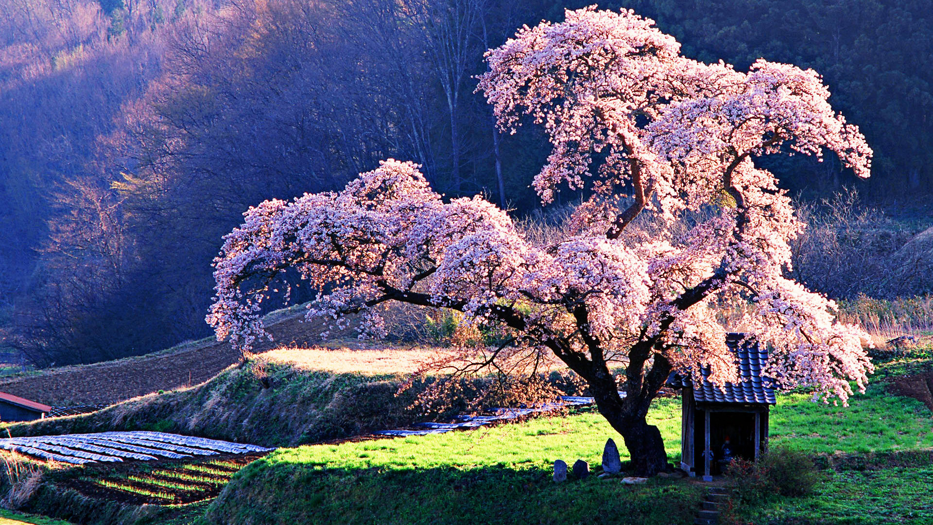 1920x1080 Supple Cherry Blossom Wallpapers Also Cherry Blossom Wallpapers
