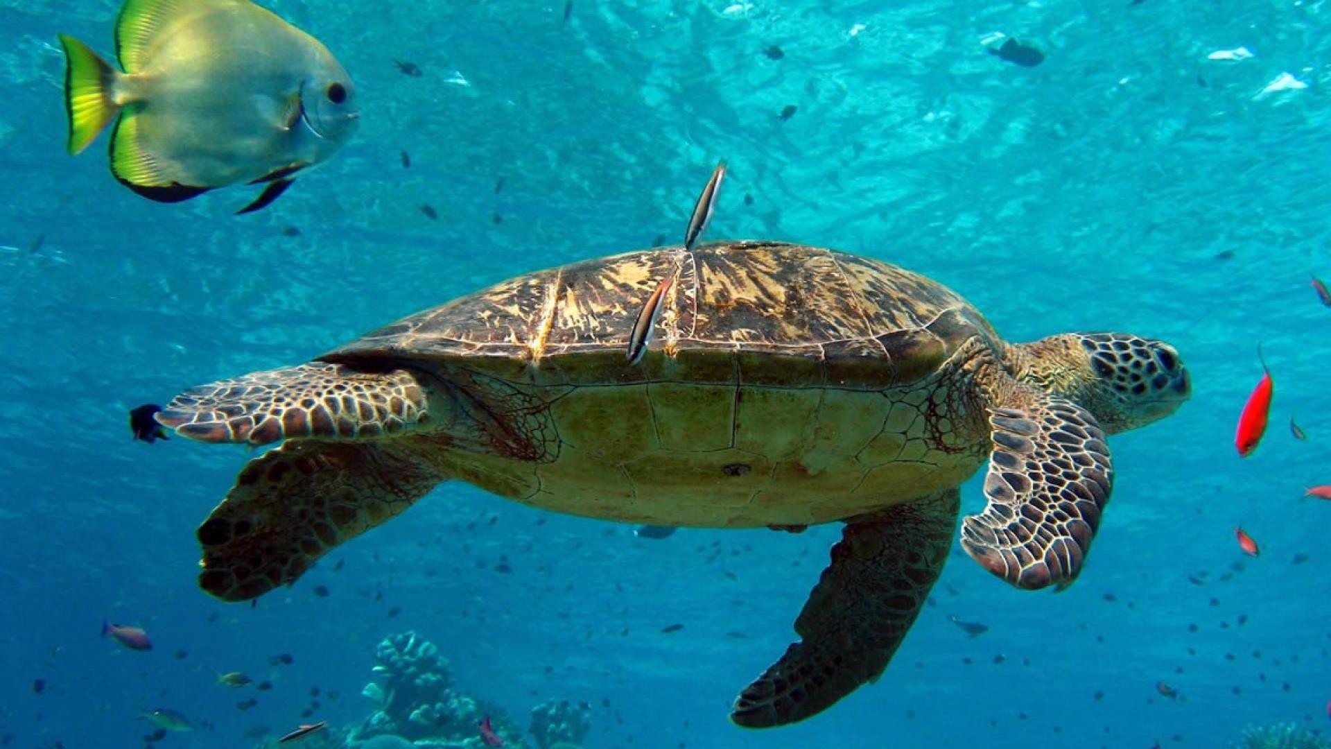 1920x1080 _turtle-turtles-sea-animals-underwater-wild-nature-HD-Wallpaper.jpg  (1920Ã1080) | Turtles & Crocs | Pinterest | Sea turtles, Turtle and 3d ...