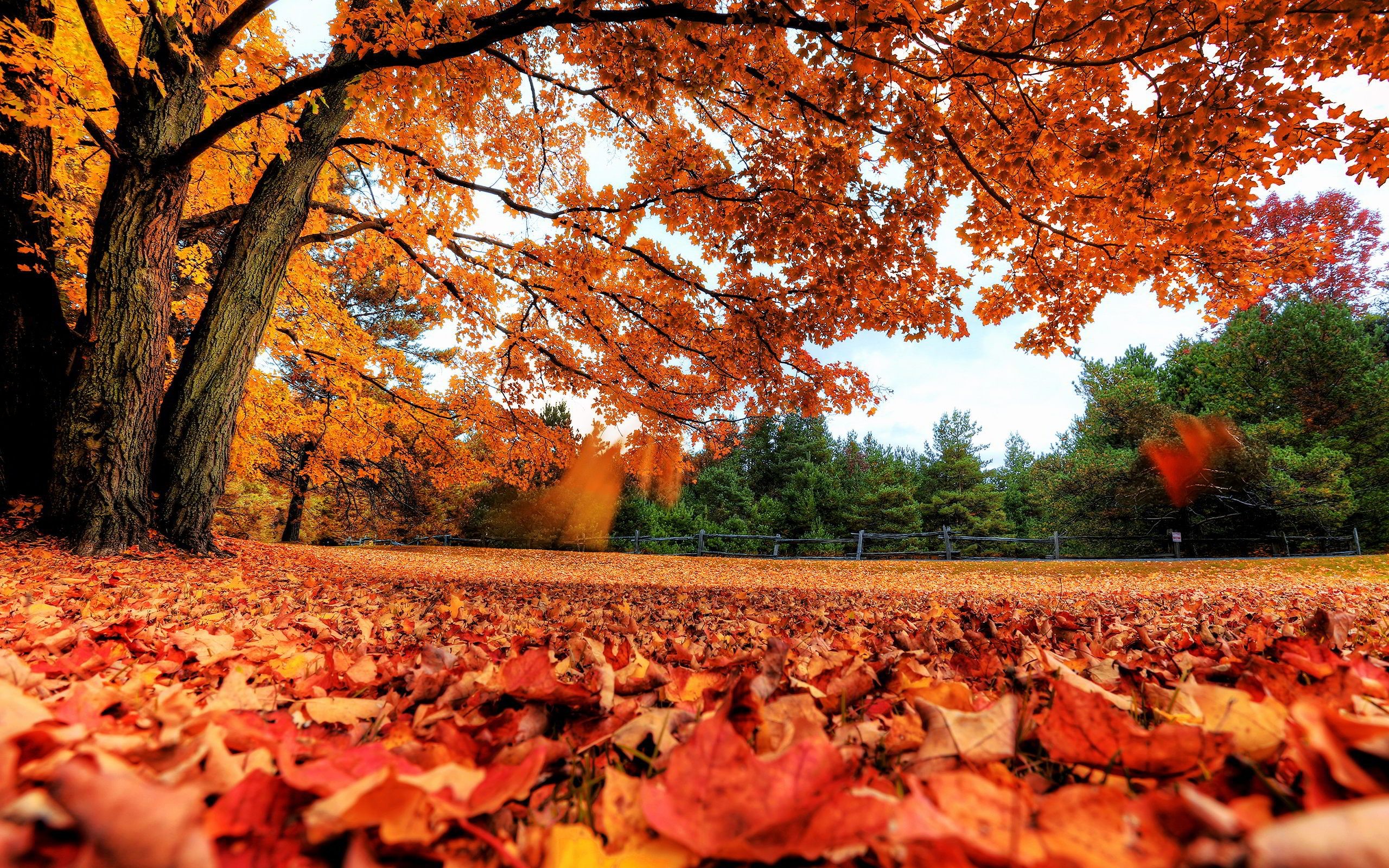 2560x1600 Download Free Fall Foliage Images.