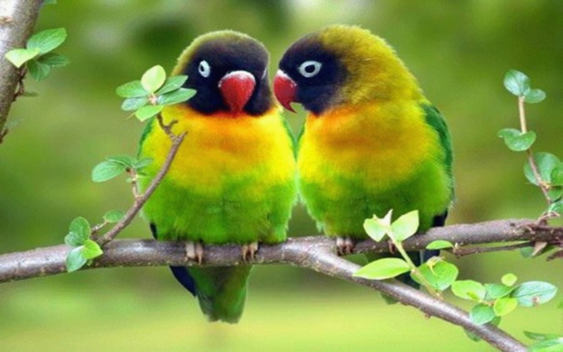 1920x1200 1600x954 Download Cute Love Wallpapers For Mobile Phones HD | UDAS POET .