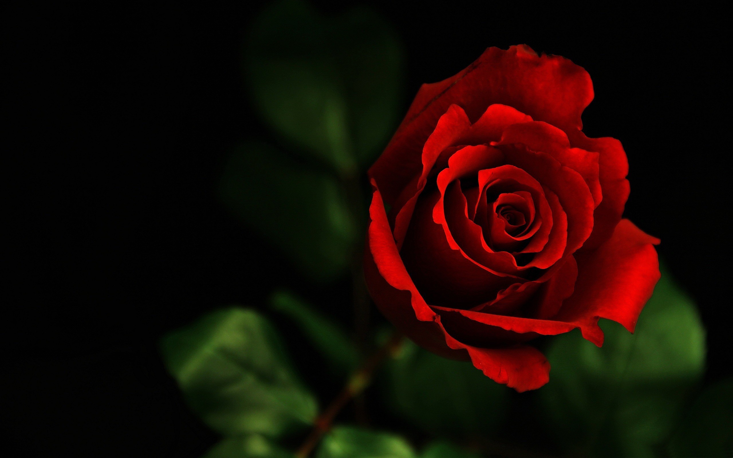 2560x1600 Red Roses Wallpapers HD A39 single rose