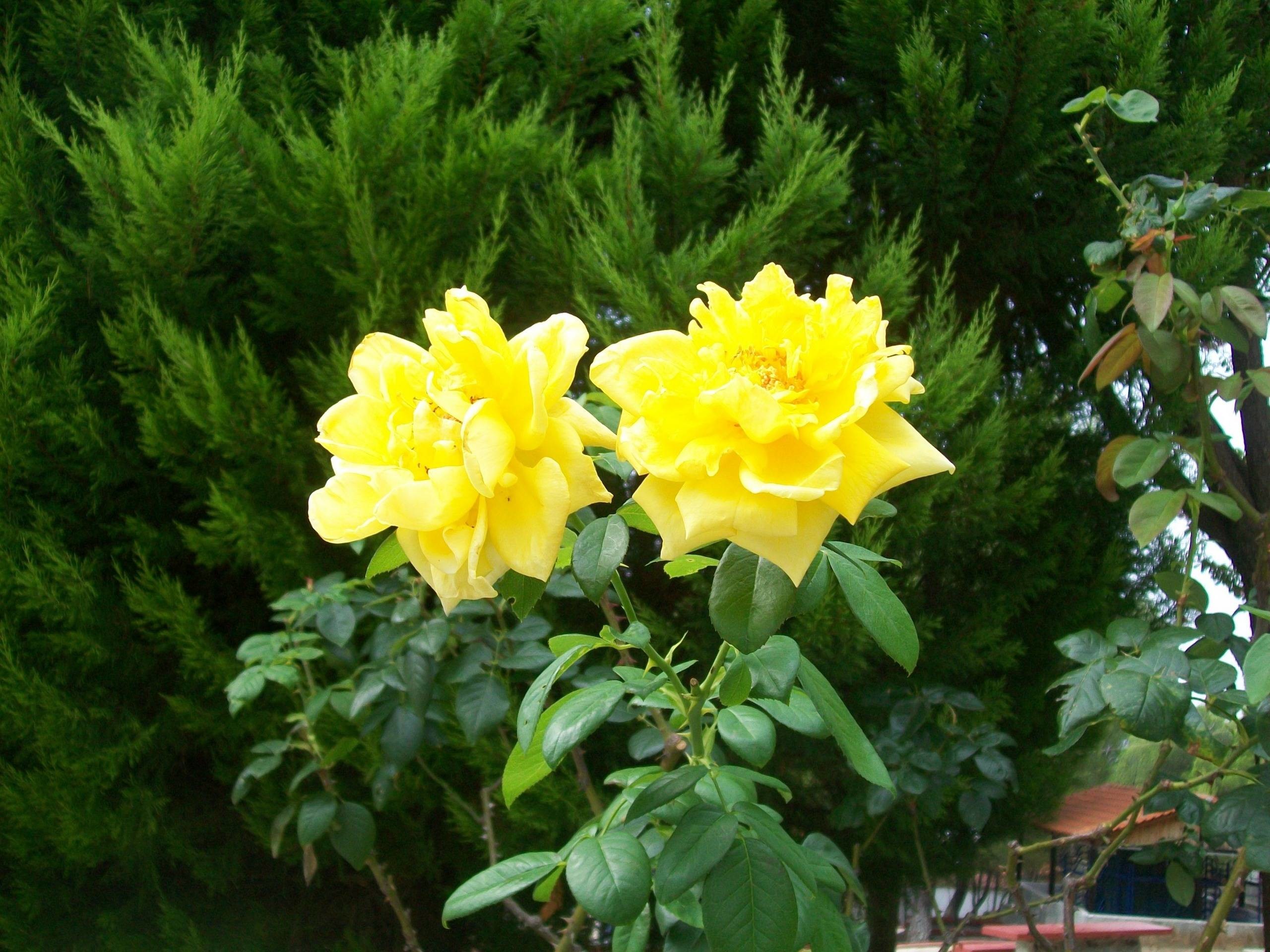 2560x1920 Yellow Rose Awesome Wallpaper - HD Wallpapers