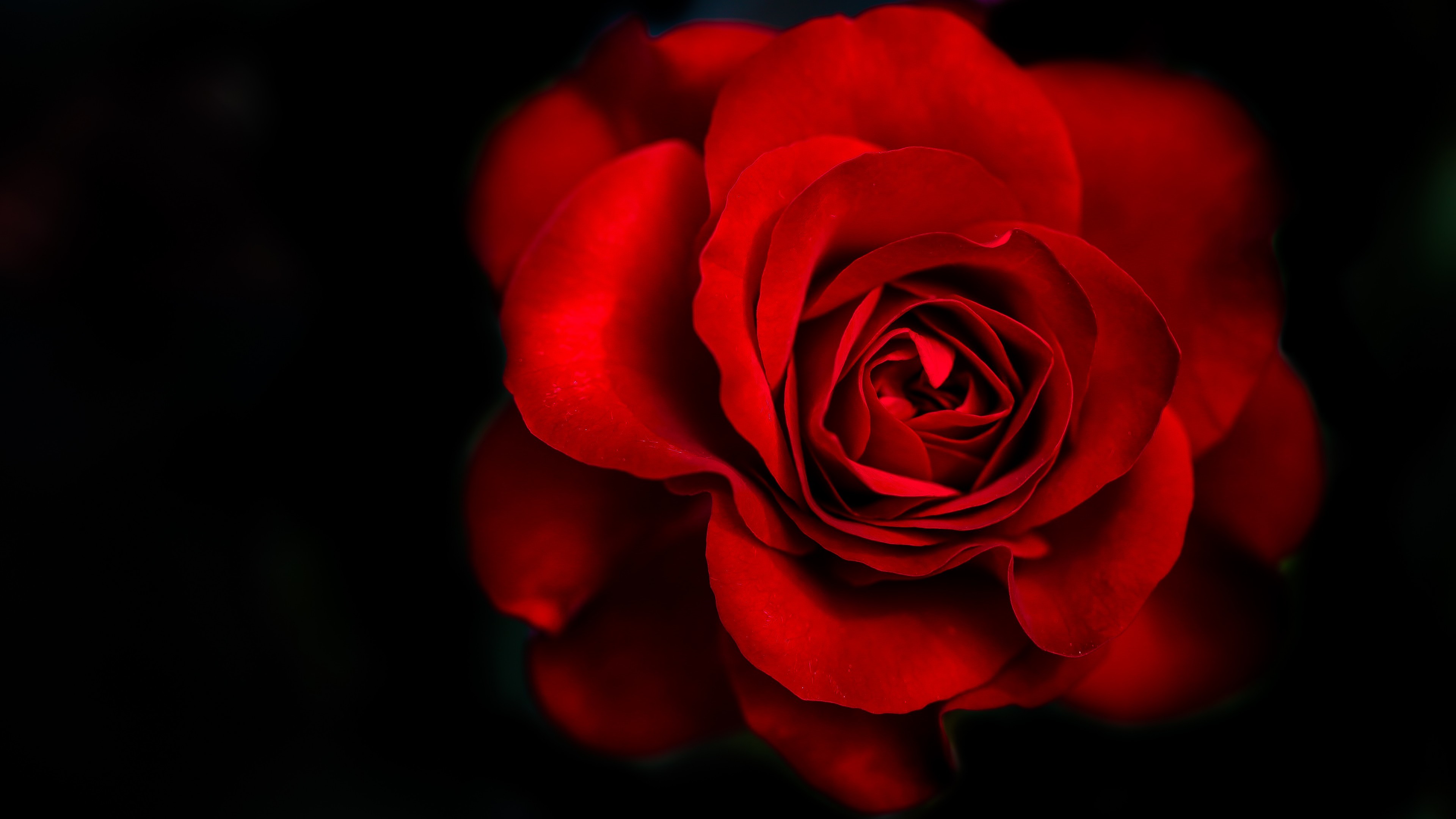 3840x2160 Flowers / Red Rose Wallpaper