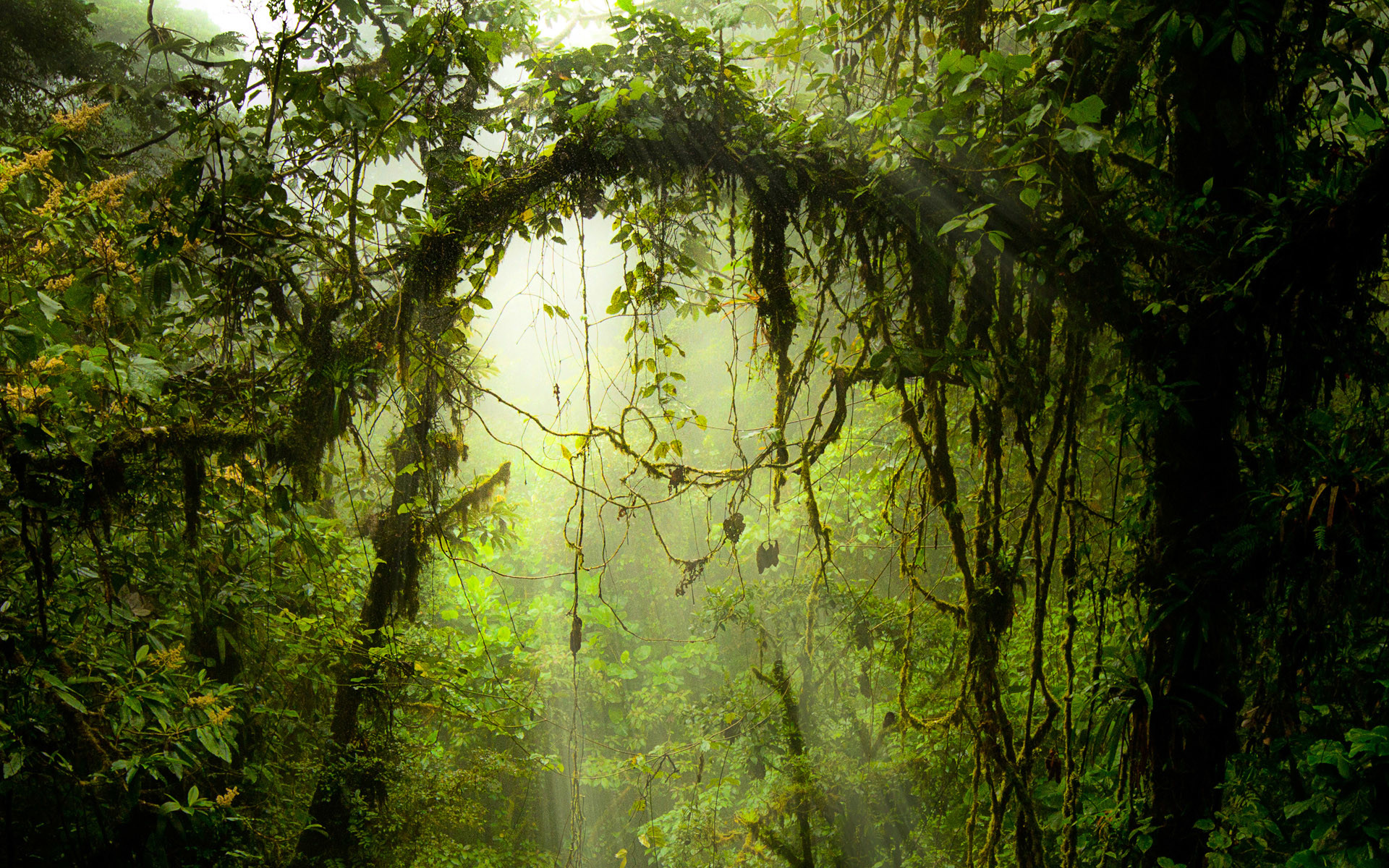 1920x1200 Reserva BiolÃ³gica Bosque Nuboso Monteverde (Monteverde Cloud Forest  Preserve), Costa Rica