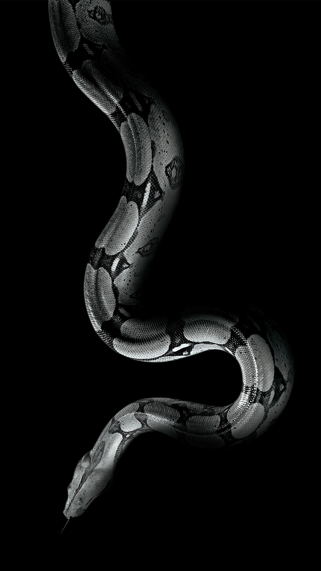 1080x1920 Download White Snake Download Wallpaper. iPhone 6 (750x1134) Â· iPhone 6+  () ...