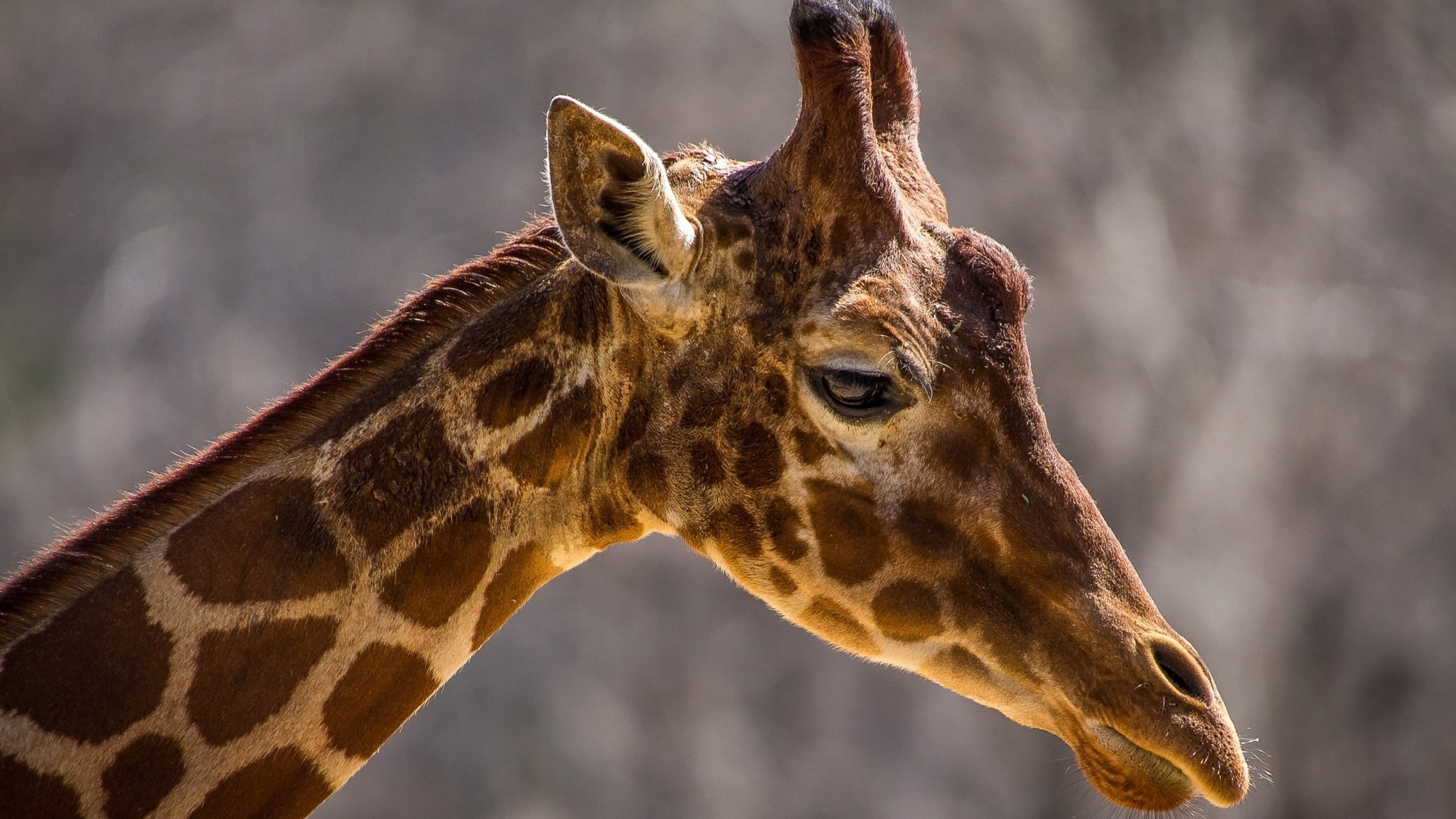 3840x2160  Wallpaper giraffe, face, neck, profile, spots