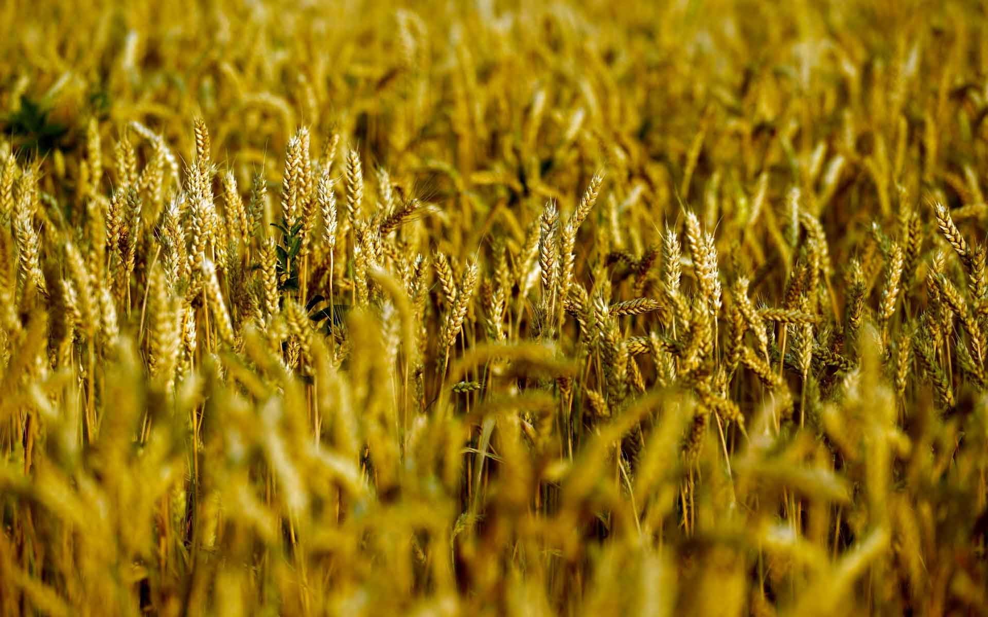 1920x1200 Plants Grain Grass Landscapes Farm Macro Nature HD Wallpaper Windows 7