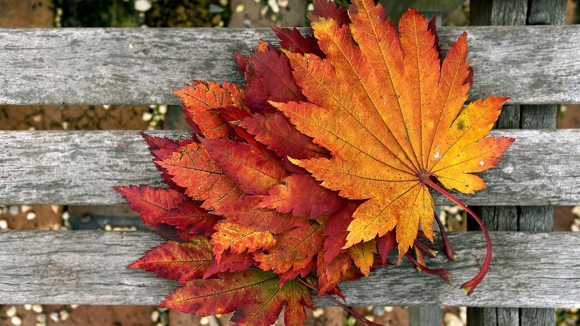 1920x1080 Fall Color Autumn Wallpapers Of Nature For Desktop Background Detail