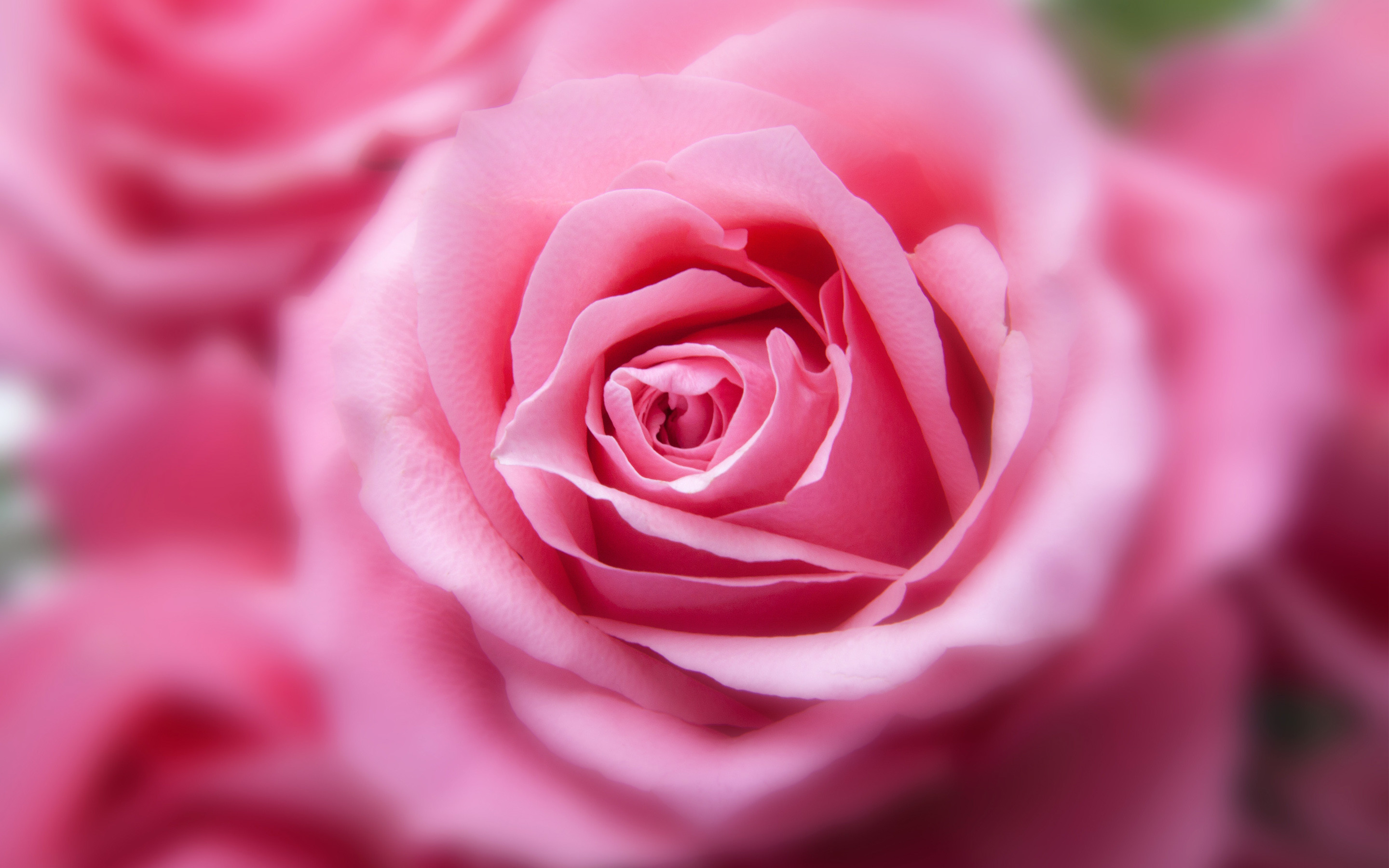 2880x1800 Pink Color Rose