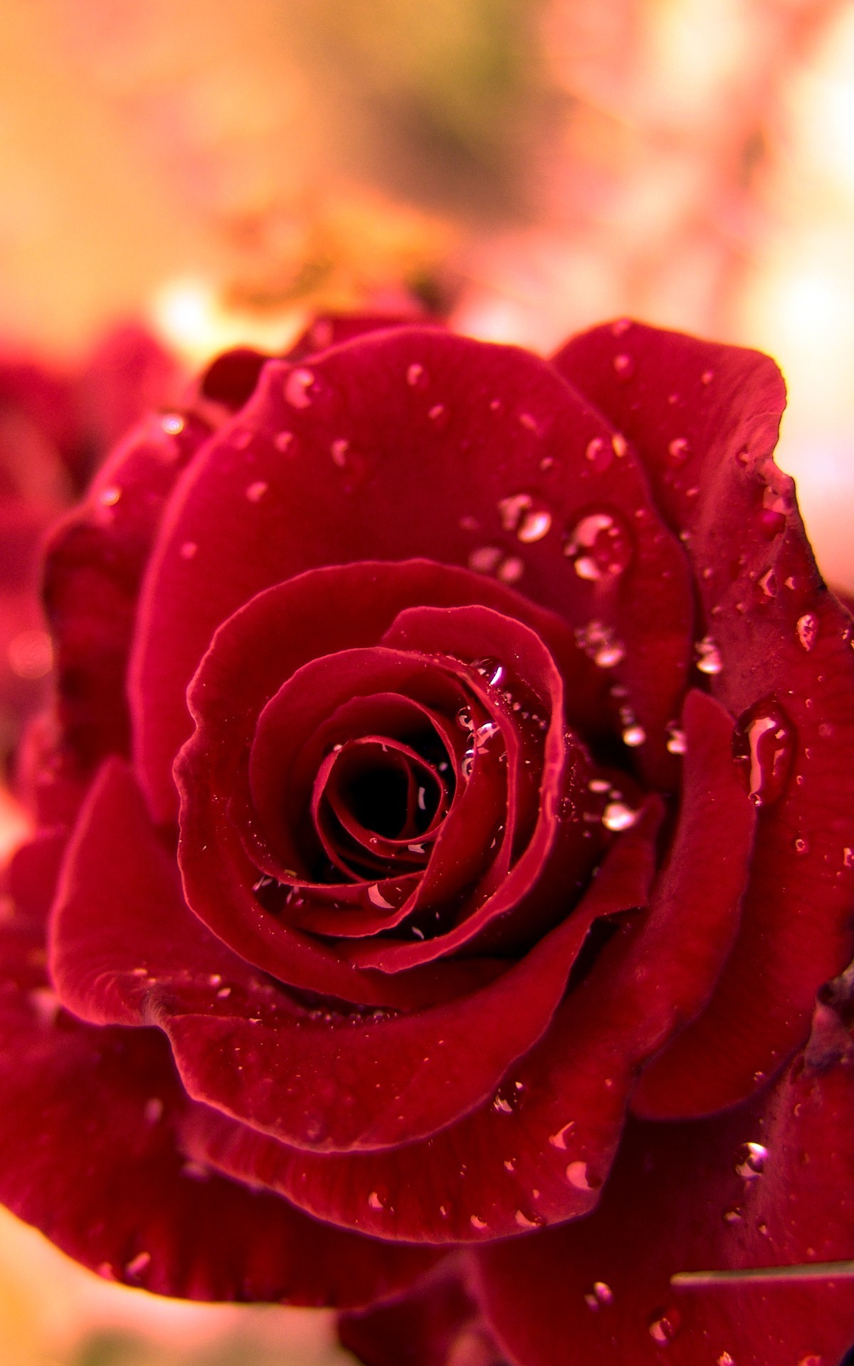 1200x1920 HD Red Rose Wallpaper iPhone resolution 