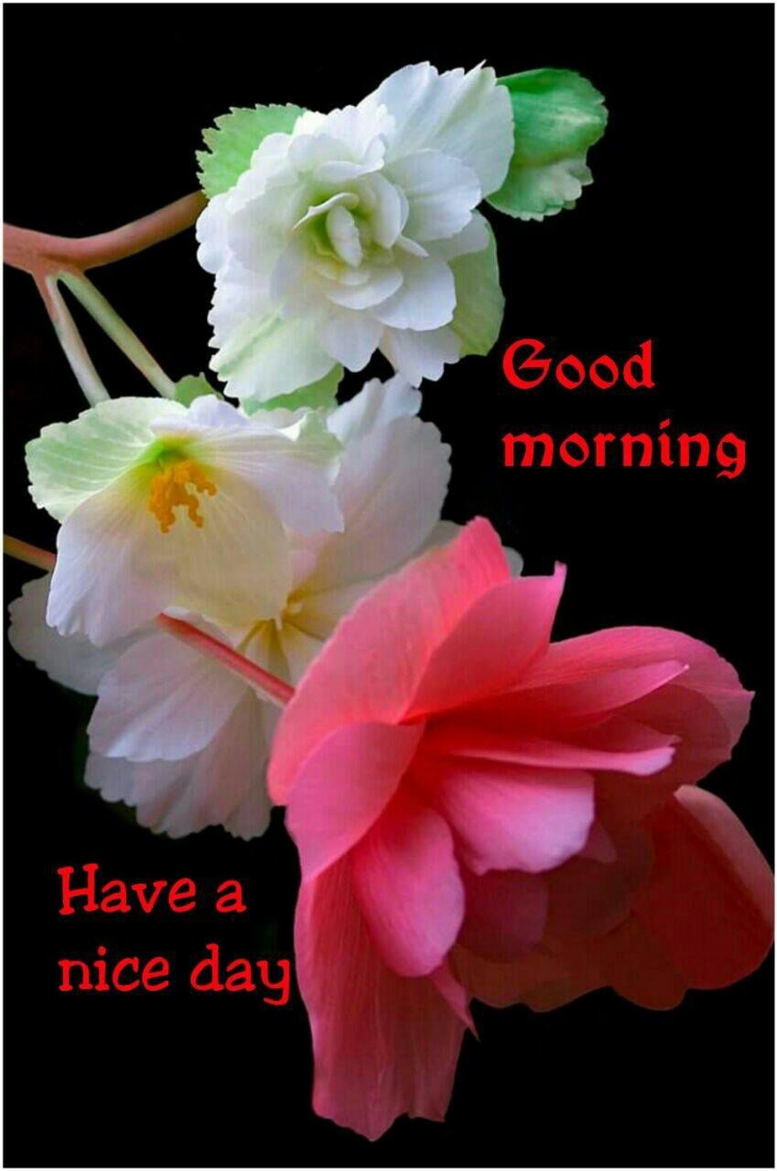 1590x2397 Good Morning beautiful friends... Hope your day beings with lot of love.  ..., - Krishna Roy - Google+