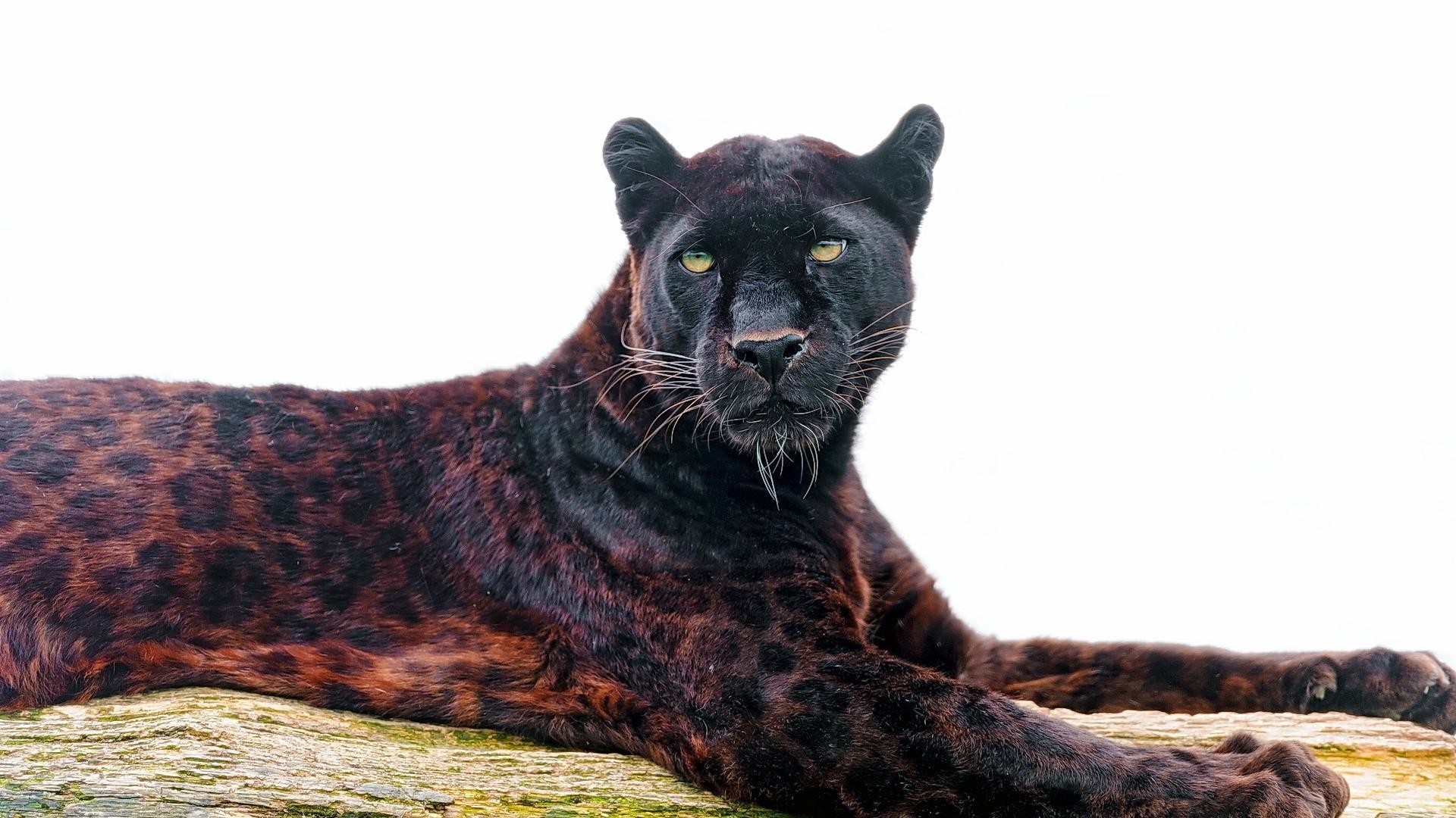 1920x1080 Gorgeous Black Leopard