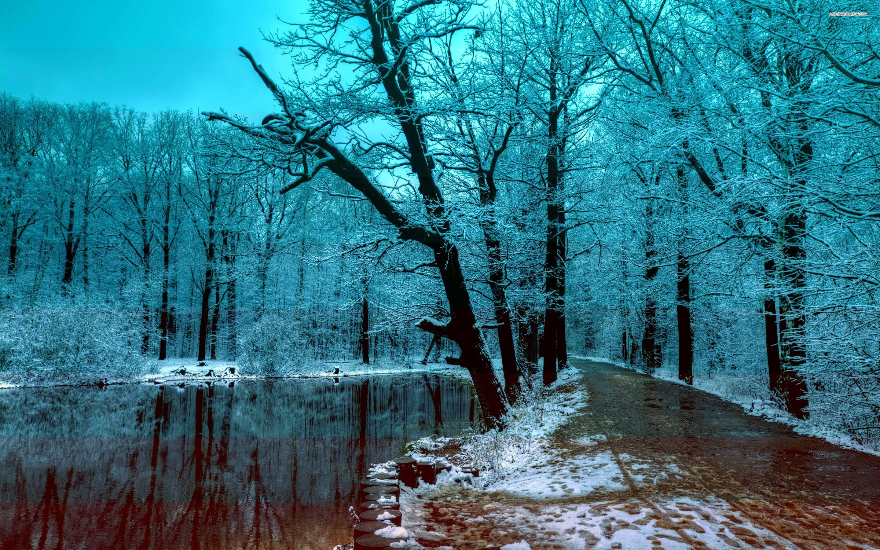 2880x1800 Beautiful Blue Winter Forest In The Evening