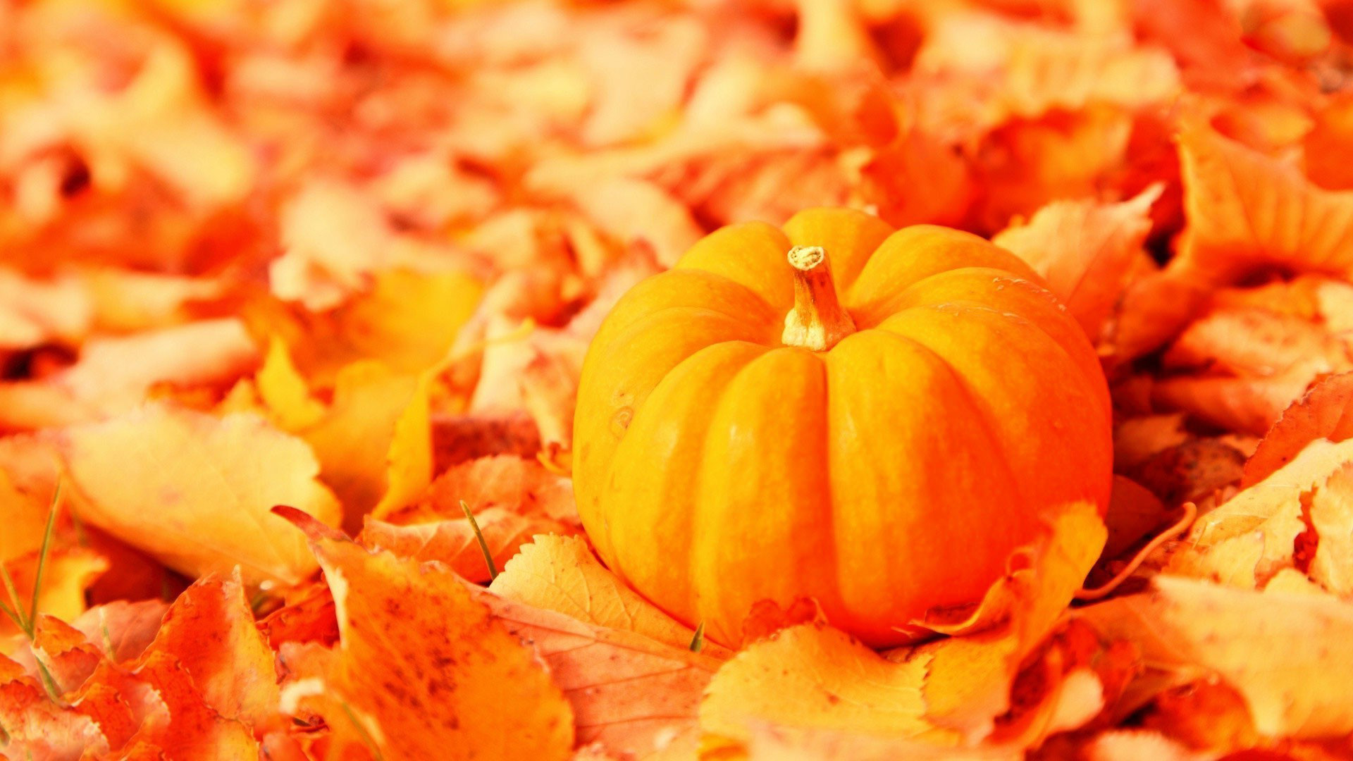 1920x1080 ... by a keyword 'lot backgrounds pumpkin'. All images were carefully  selected for you in the global network and can only be used by the author's  right.