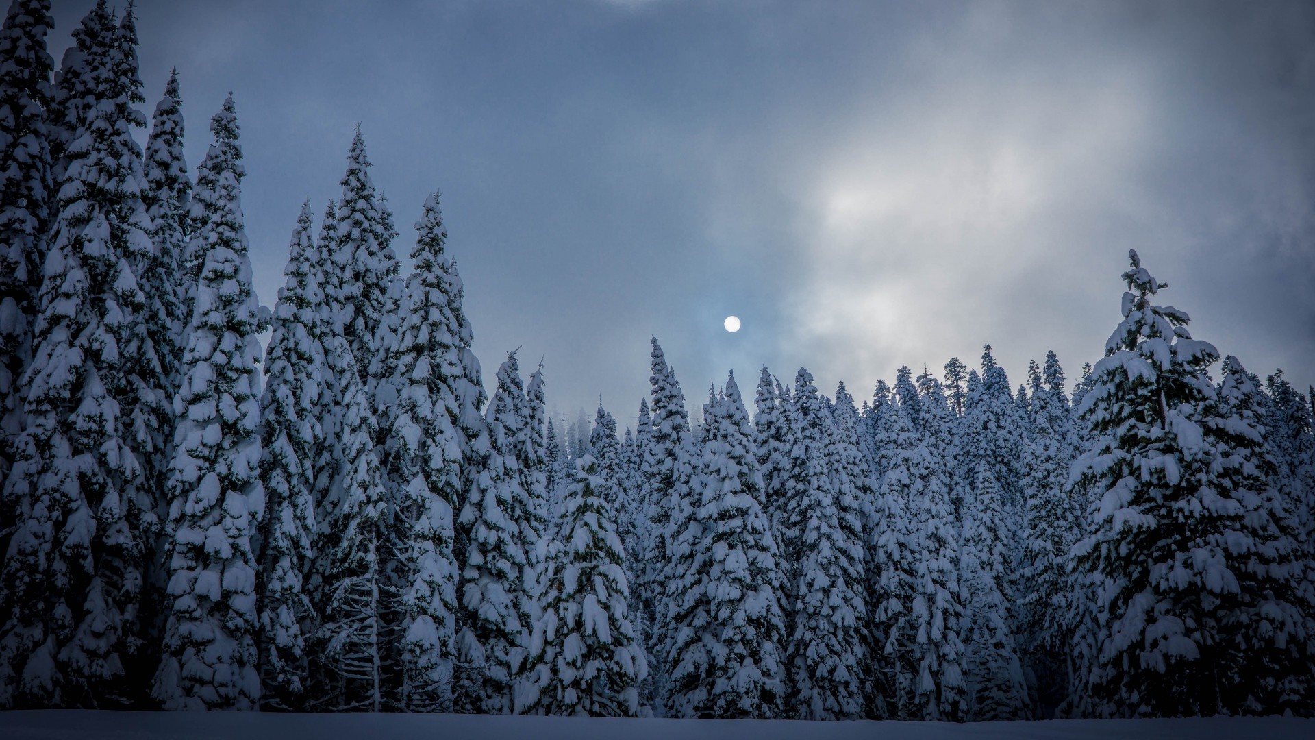1920x1080 Preview wallpaper winter, fir, snow, forest 