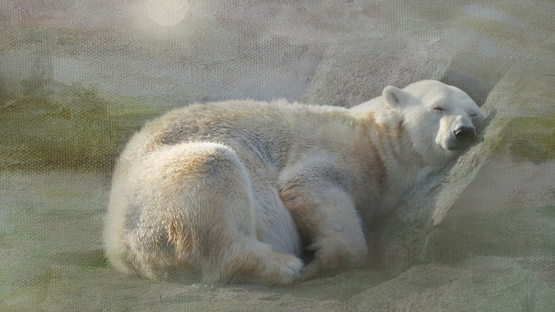 1920x1080 Texture Tag - Texture Rest Polar Bears White Sleep Snow Baby Bear Desktop  Wallpaper for HD