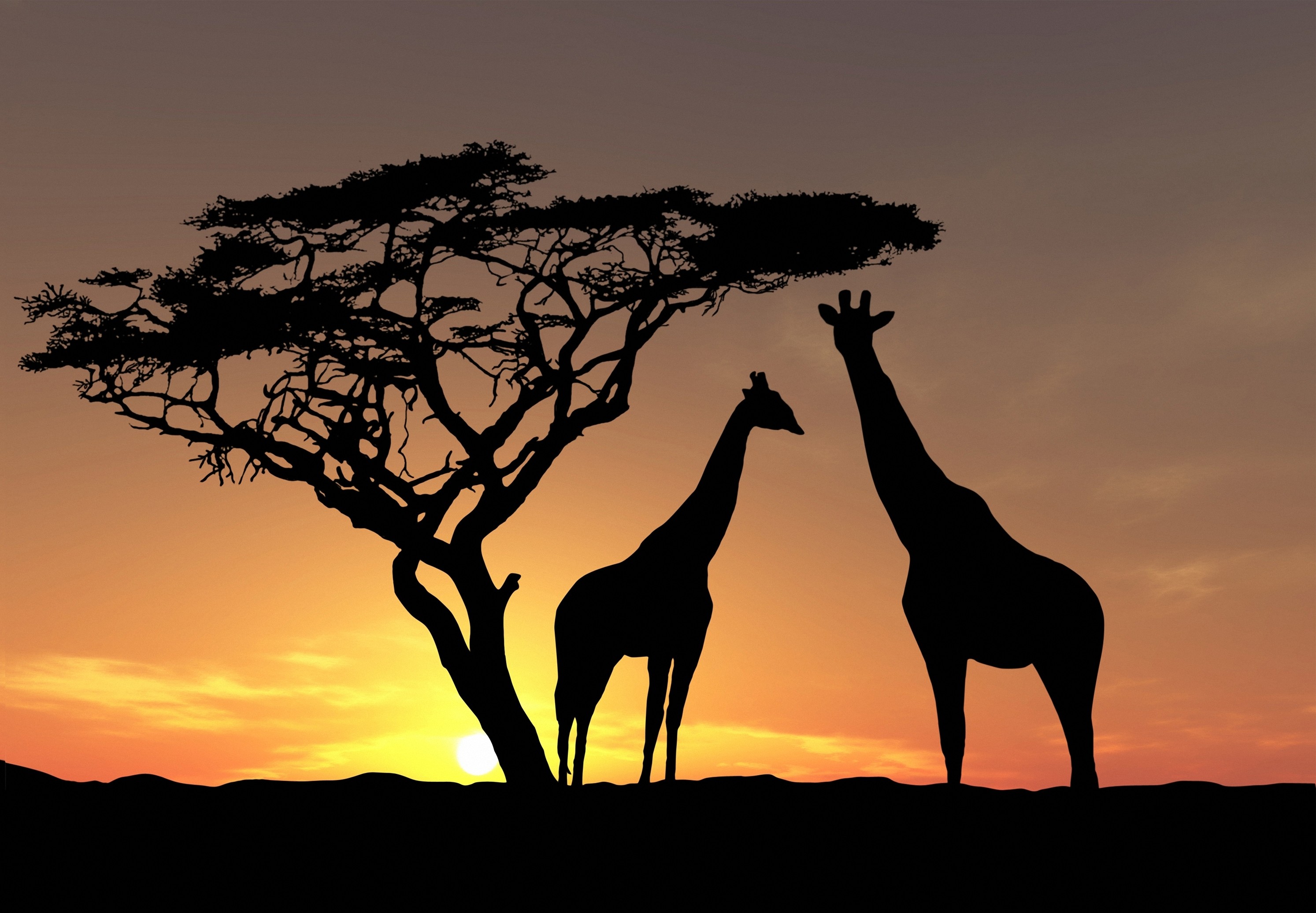 2987x2074 The Best Giraffes, Africa Wallpaper
