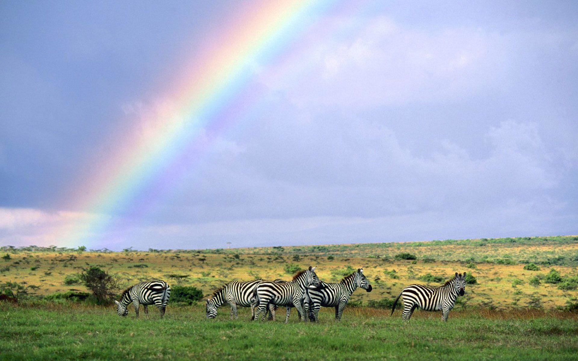 1920x1200 Zebras on the rainbow colored field