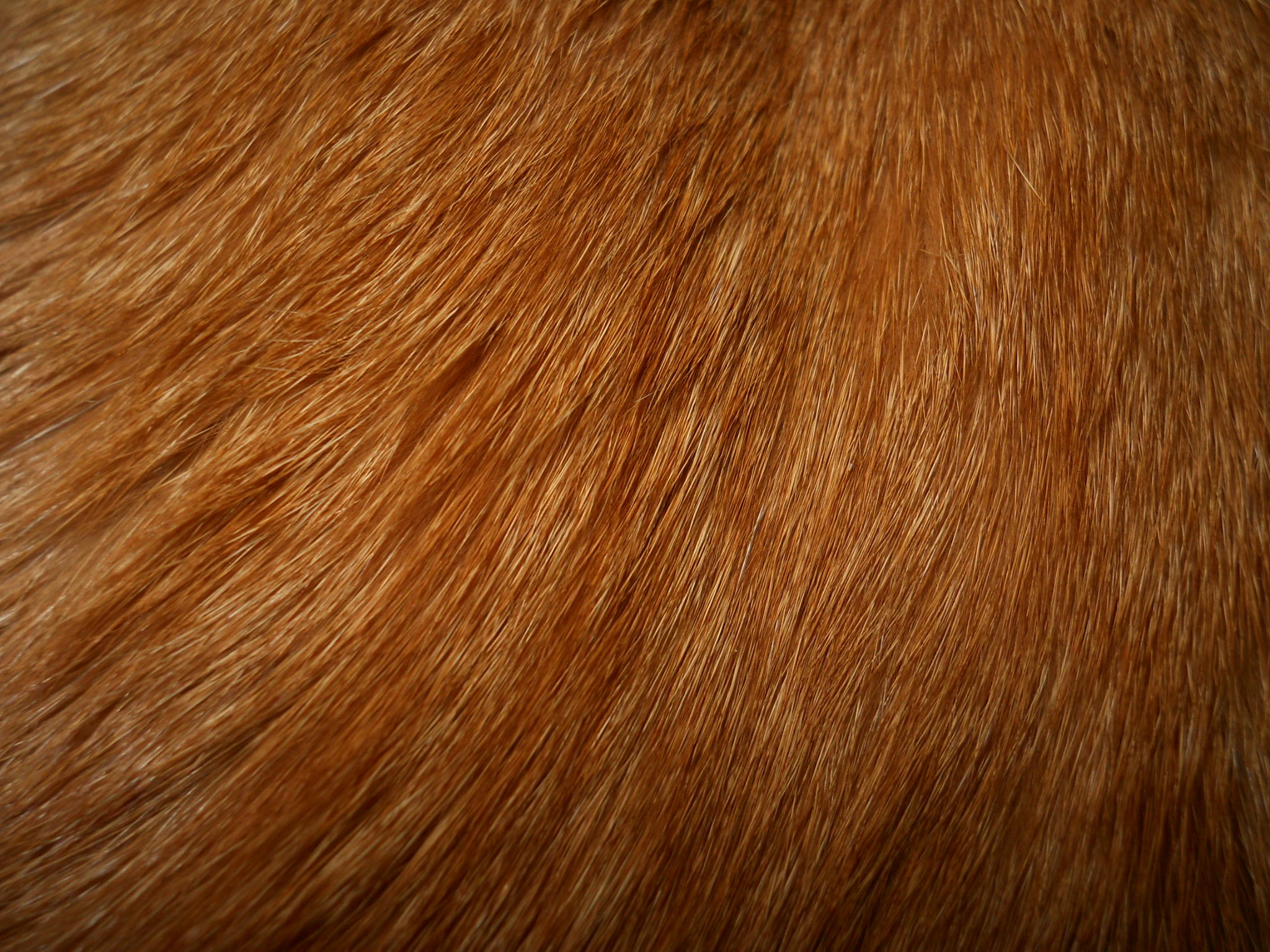 2048x1536 Gold-Orange Fur
