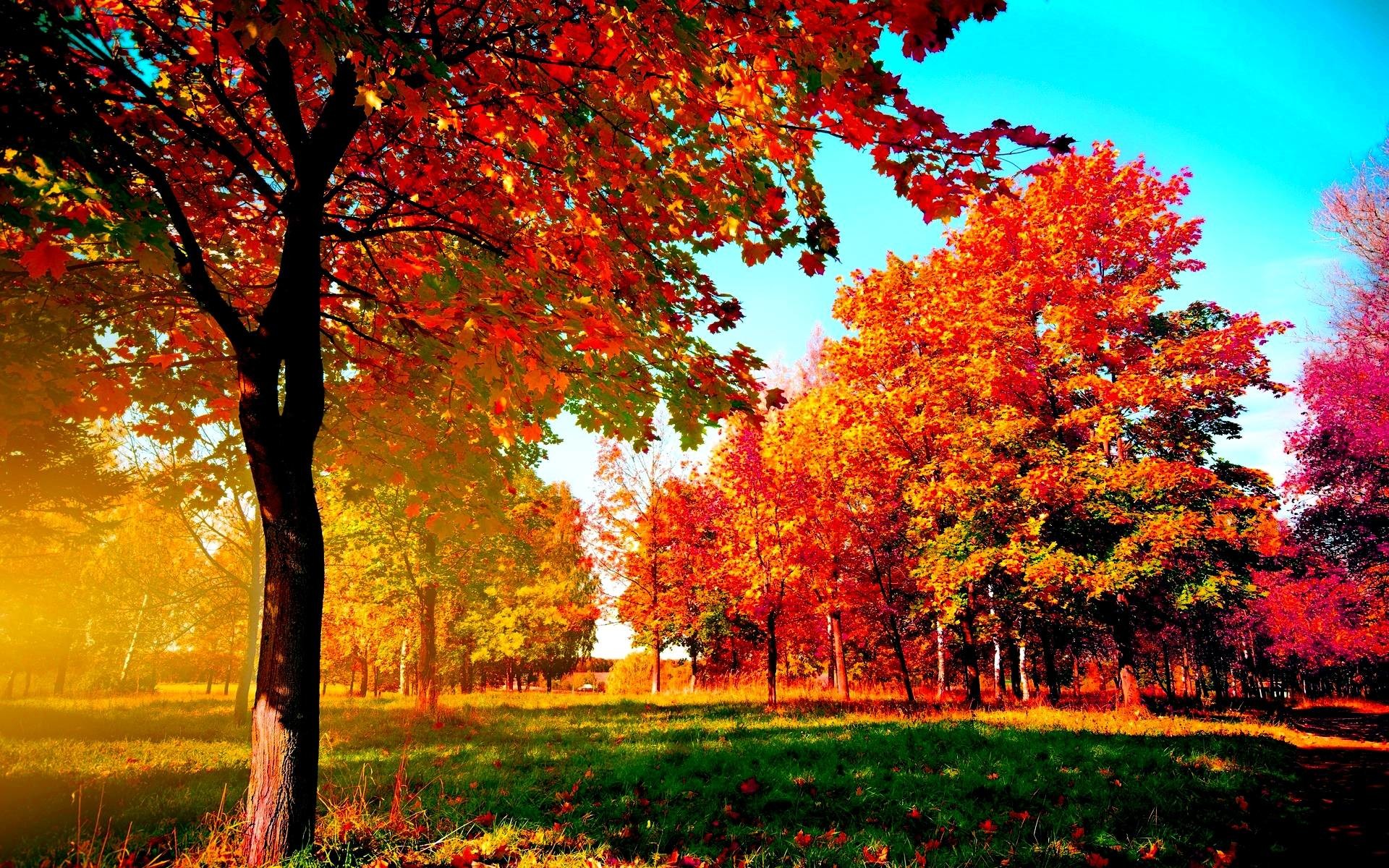 1920x1200 Autumn Trees - Wallpapers