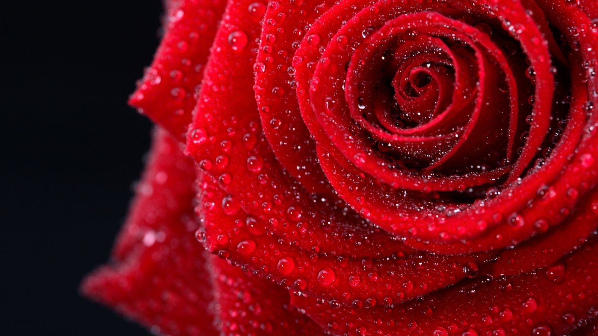 1920x1080 Flower - Rose Photography Great Romantic Red Flower Amazing Elegantly Drops  Wet Colors Nice Black Cool