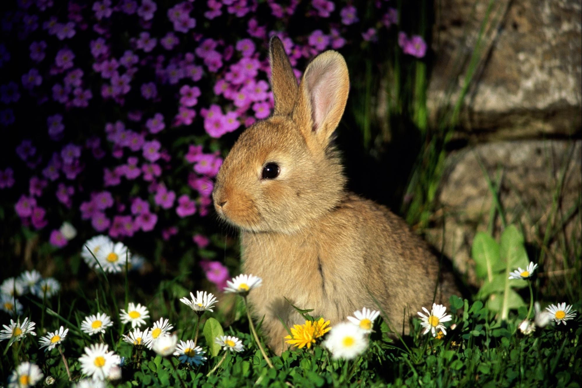 1999x1333 Animals flowers rabbits wallpaper