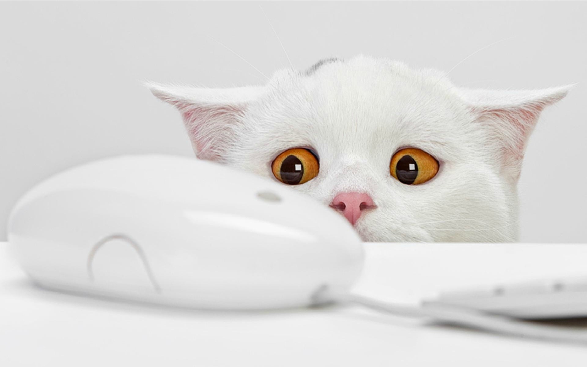 1920x1200 White cat and mouse Wallpaper