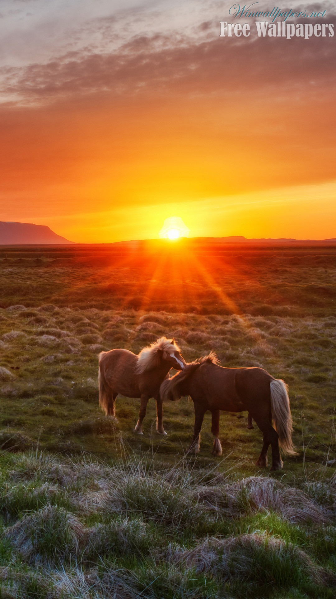 1080x1920 Wild Horses at Sunset Backgrounds for iPhone 7