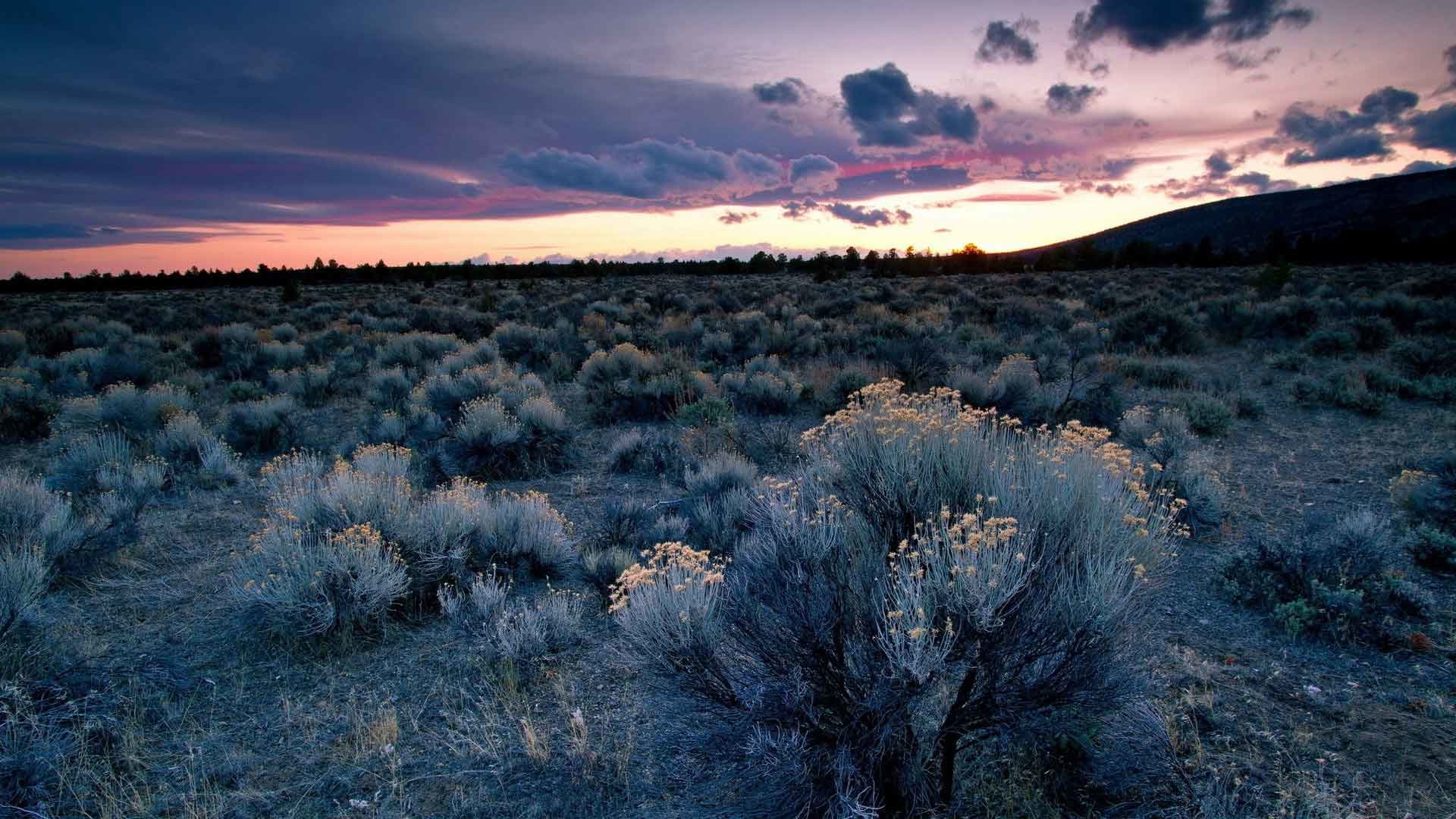1920x1080 Sunrise Sunset Sky Landscape Clouds Flowers Desert Plants Nature View Desktop  Wallpaper