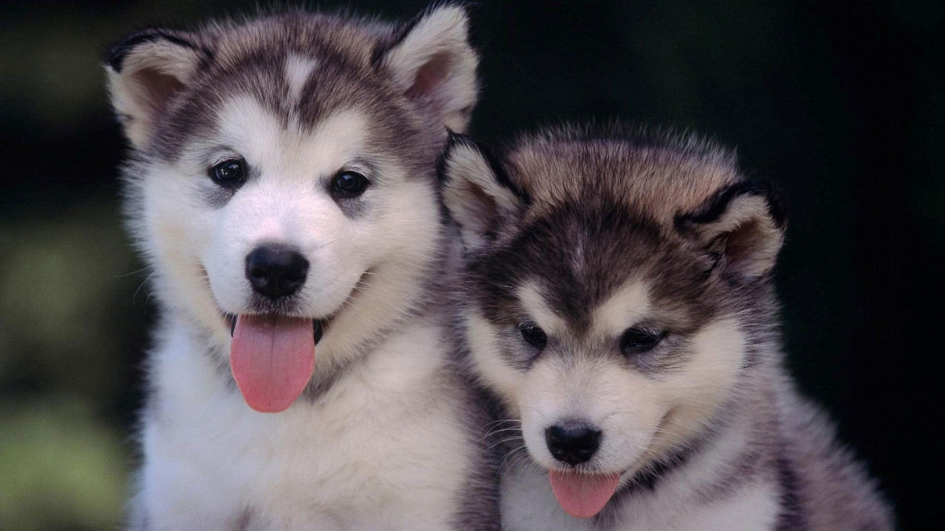 1920x1080 Cute Dogs And Puppies Husky - wallpaper.