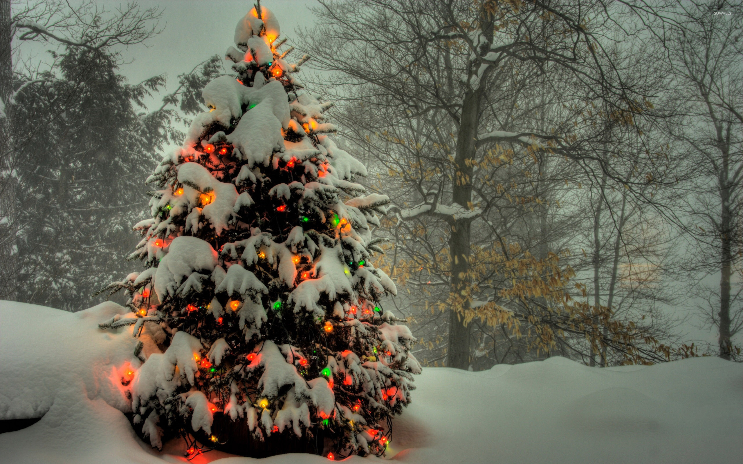 2560x1600 Christmas tree shining in the snowy forest wallpaper  jpg
