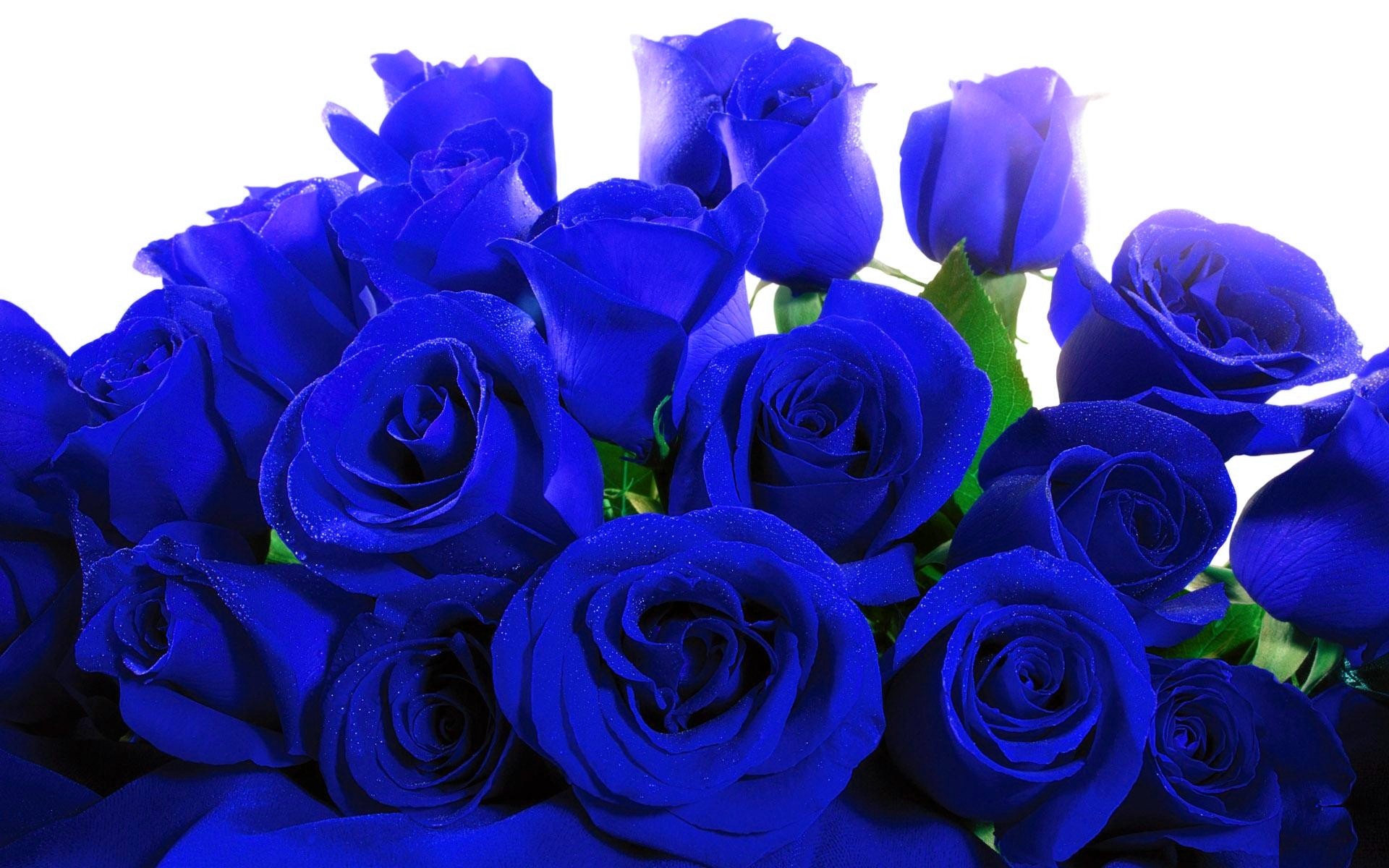 1920x1200 blue roses wallpaper. Â«Â«