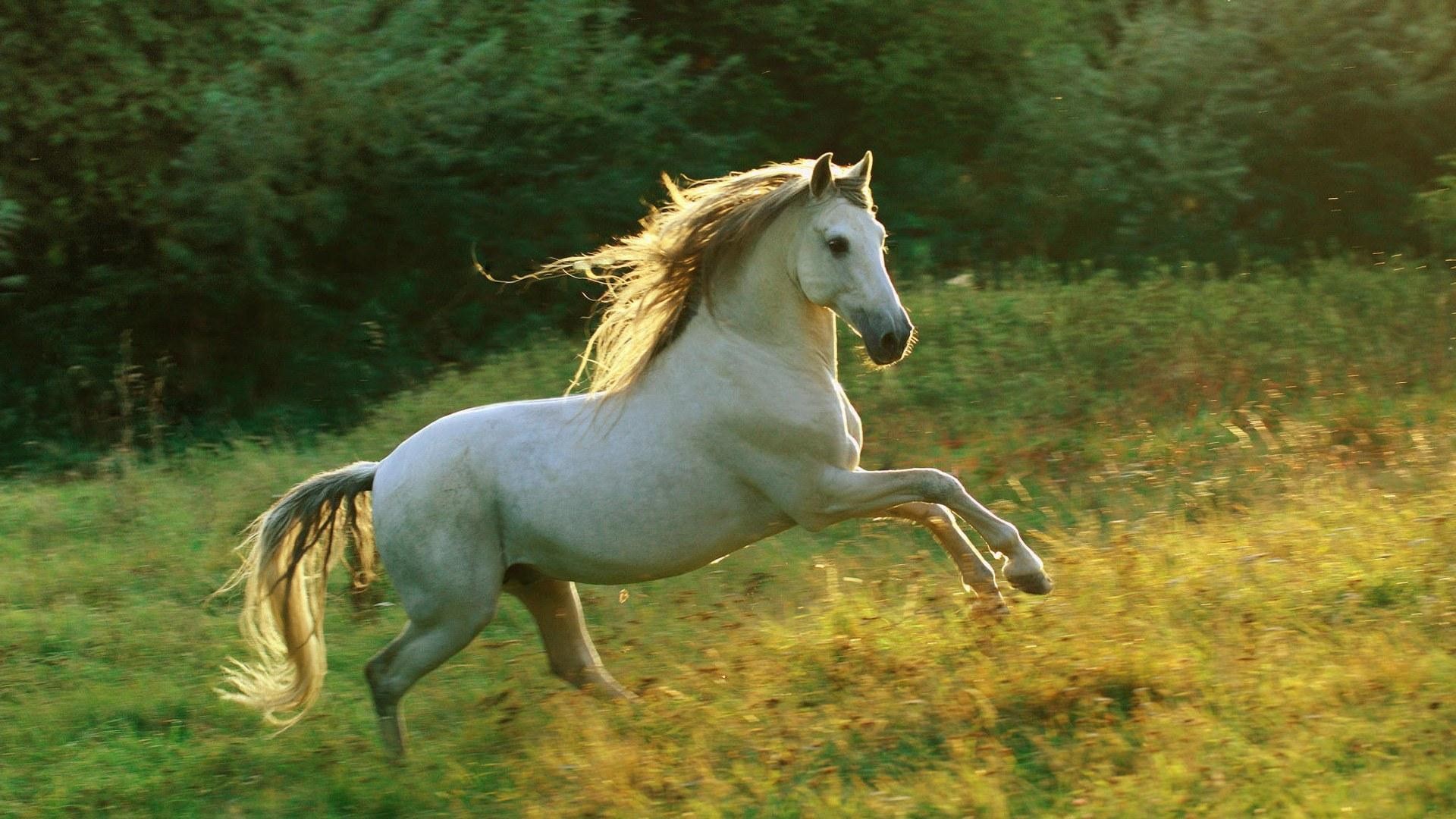 1920x1080 horse wallpapers category of free hd wallpapers horse screensavers is .