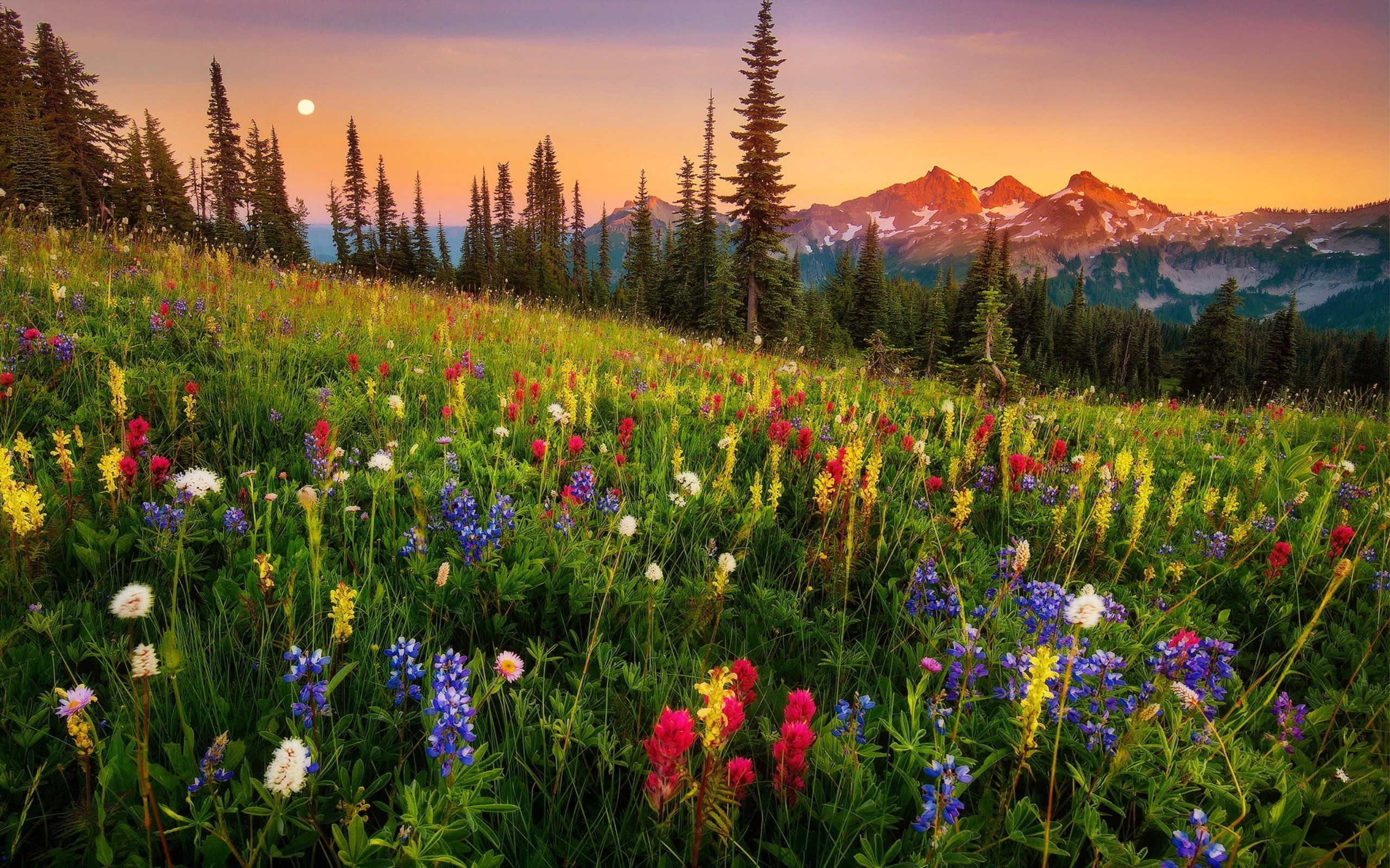 2560x1600 Mountain wildflowers
