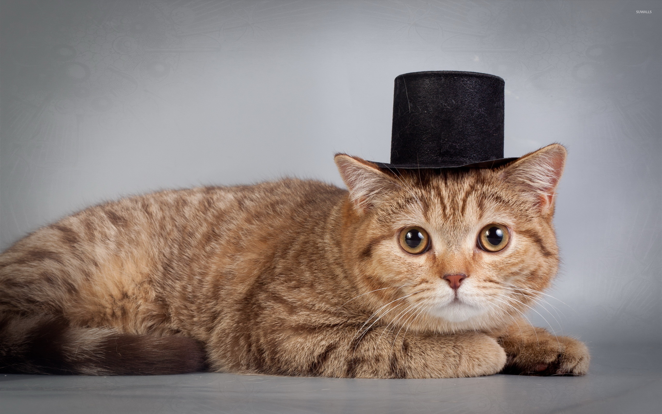 2560x1600 Cat with a hat wallpaper  jpg