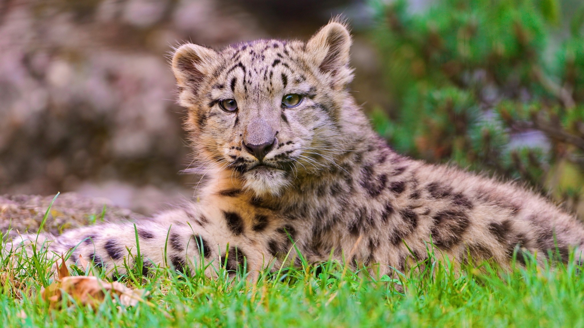 2048x1152 Cute Leopard Cubs