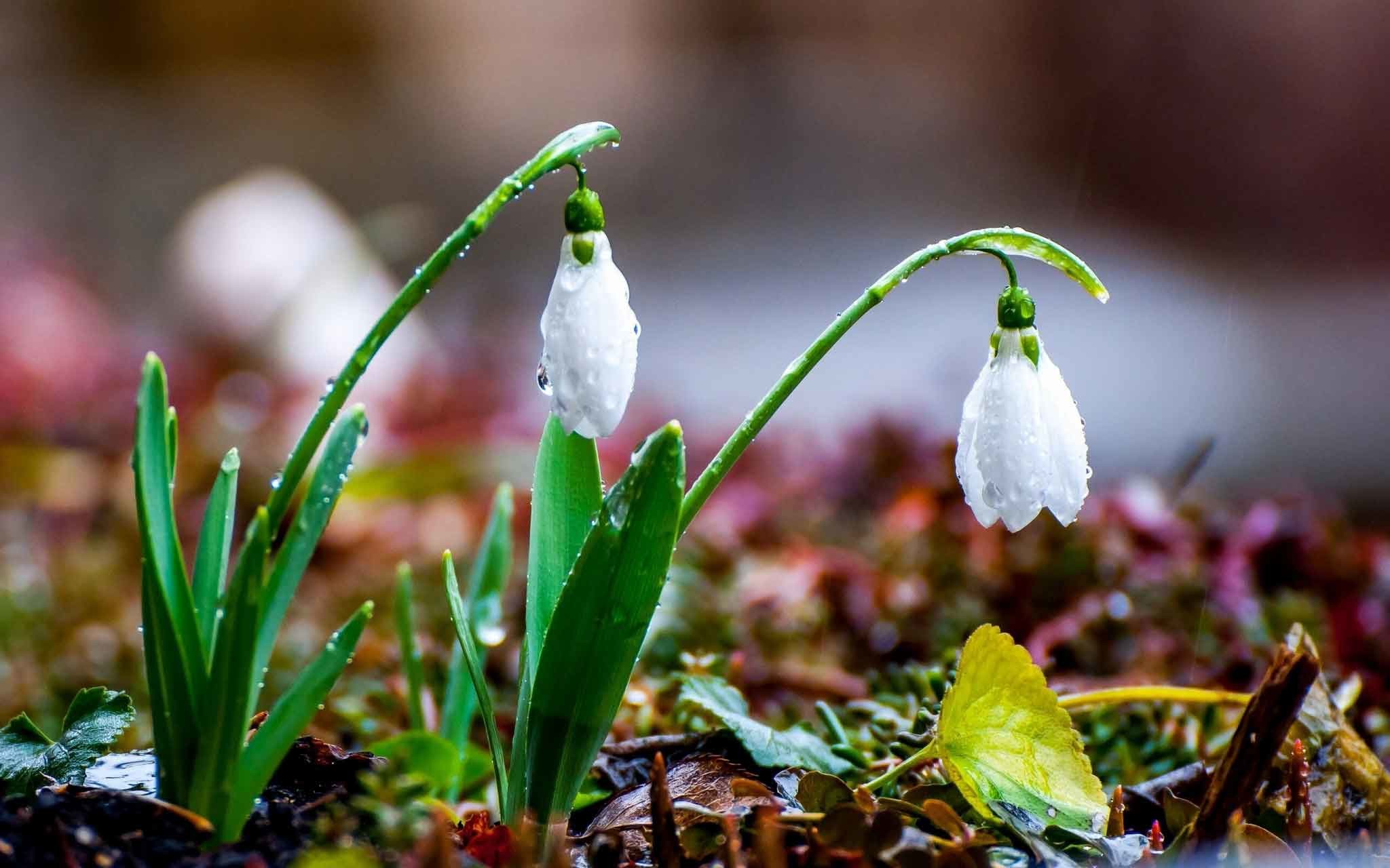 2048x1280 Flowers Rain Snowdrops Spring Drops Beautiful Nature Wallpapers HD For  Desktop