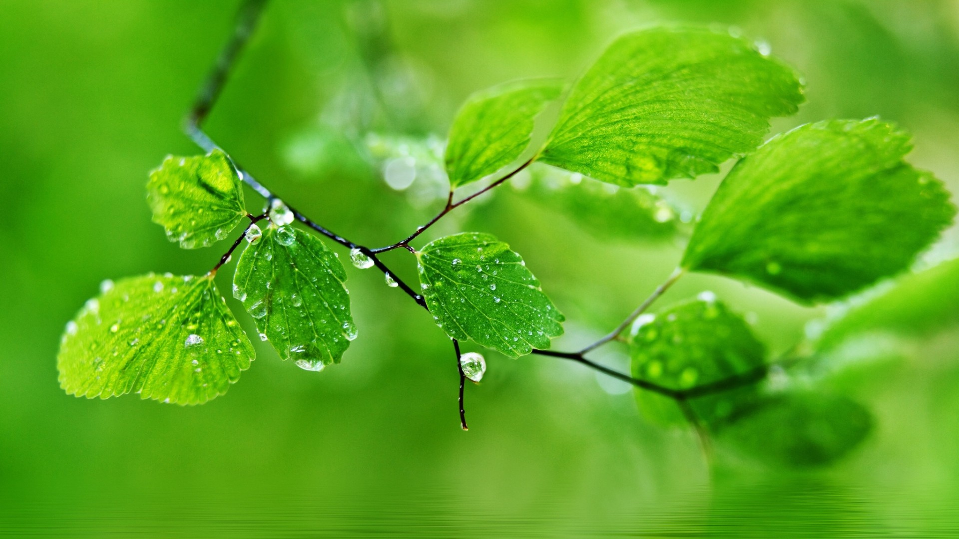 1920x1080 HD Green Leaf Nature Rain Drops Wallpapers