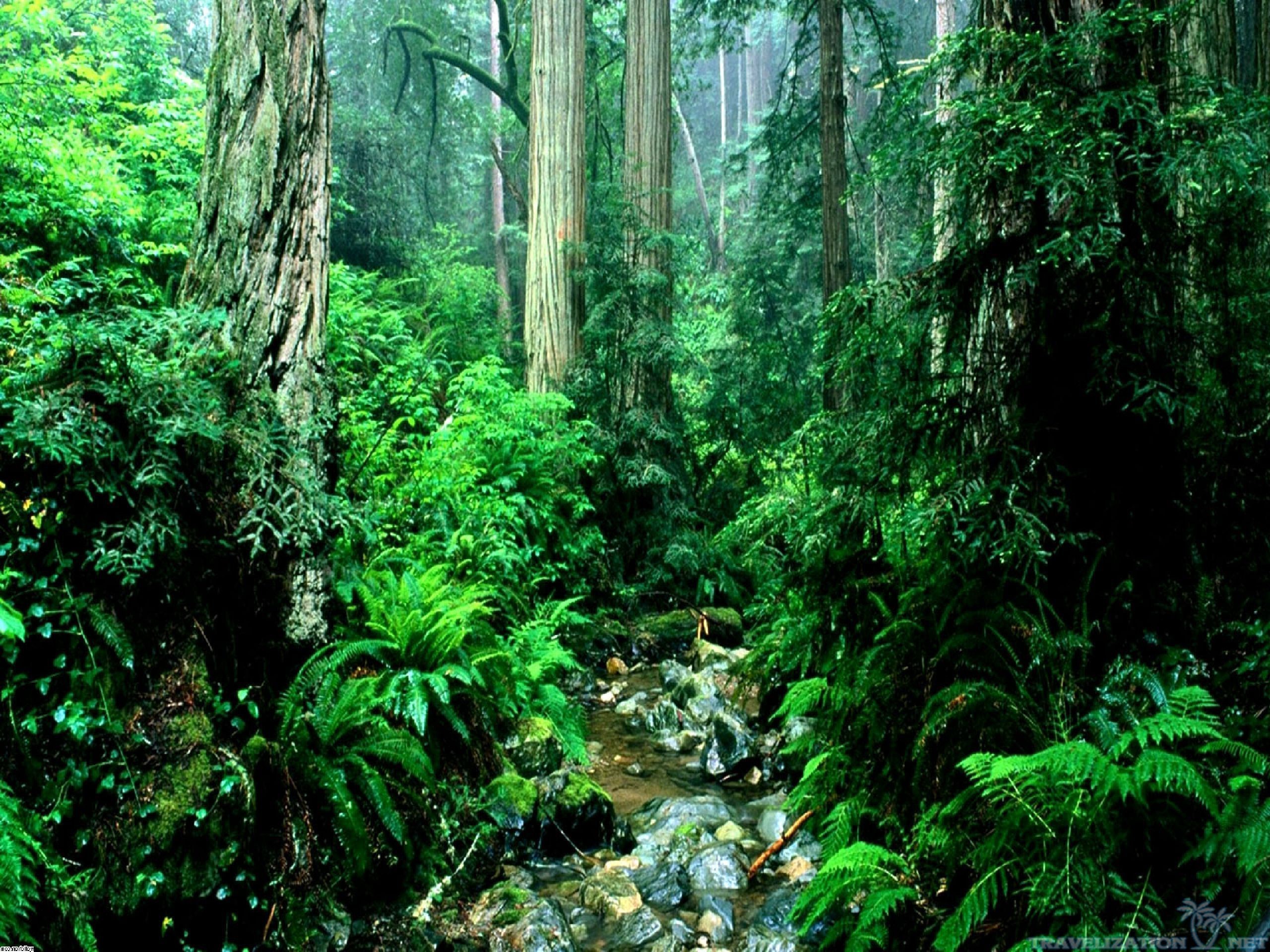 Amazon Rainforest Wallpaper (69+ images)